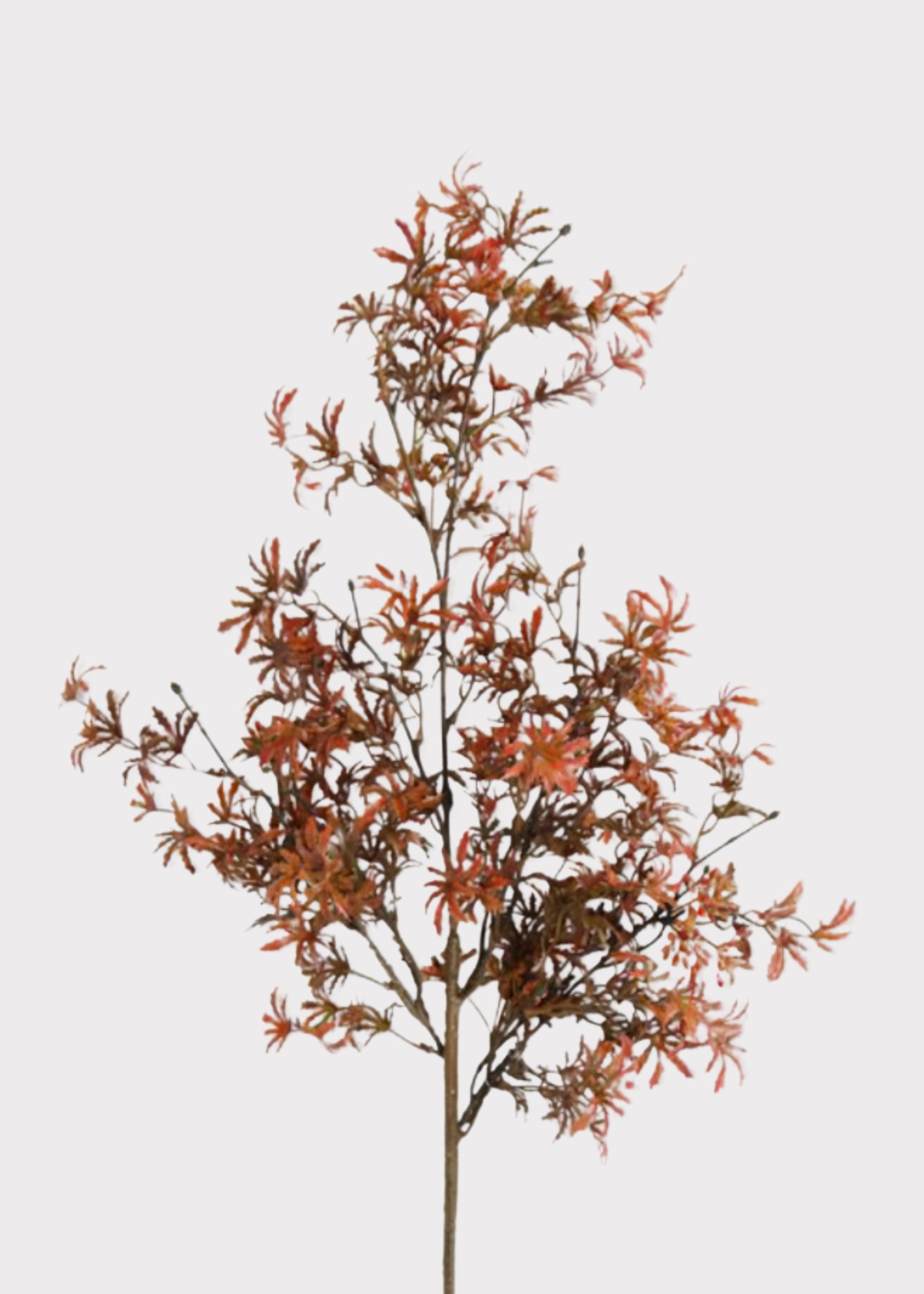 Orange Japanese Maple Branch