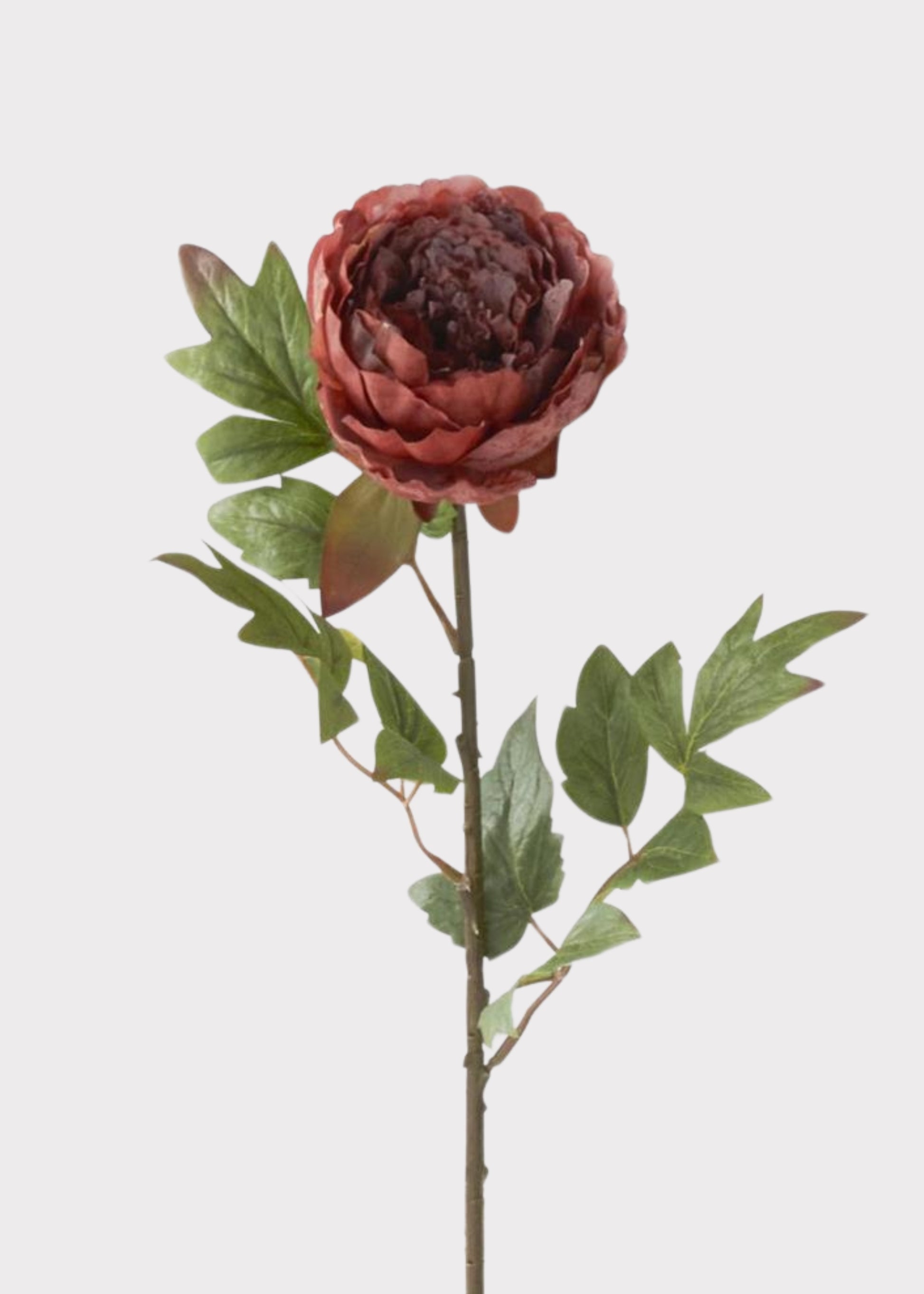 Close-up of Rust Burgundy Peony 