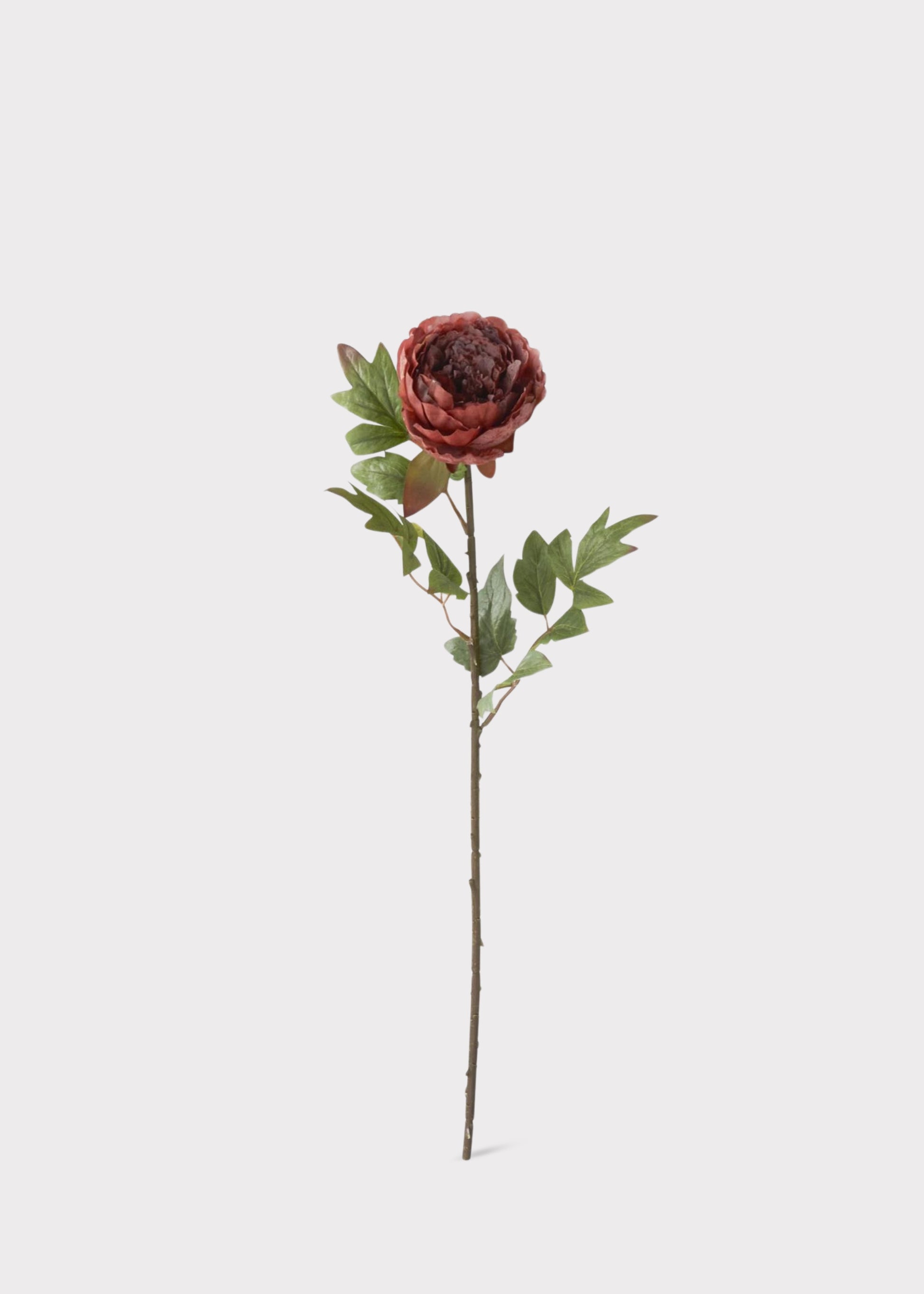 Rust Burgundy Peony 