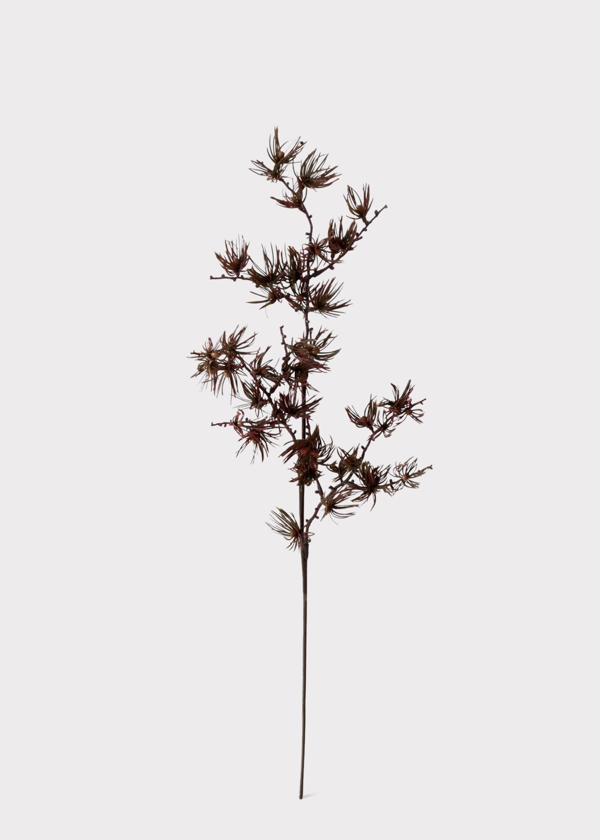 Burgundy Pine Branch