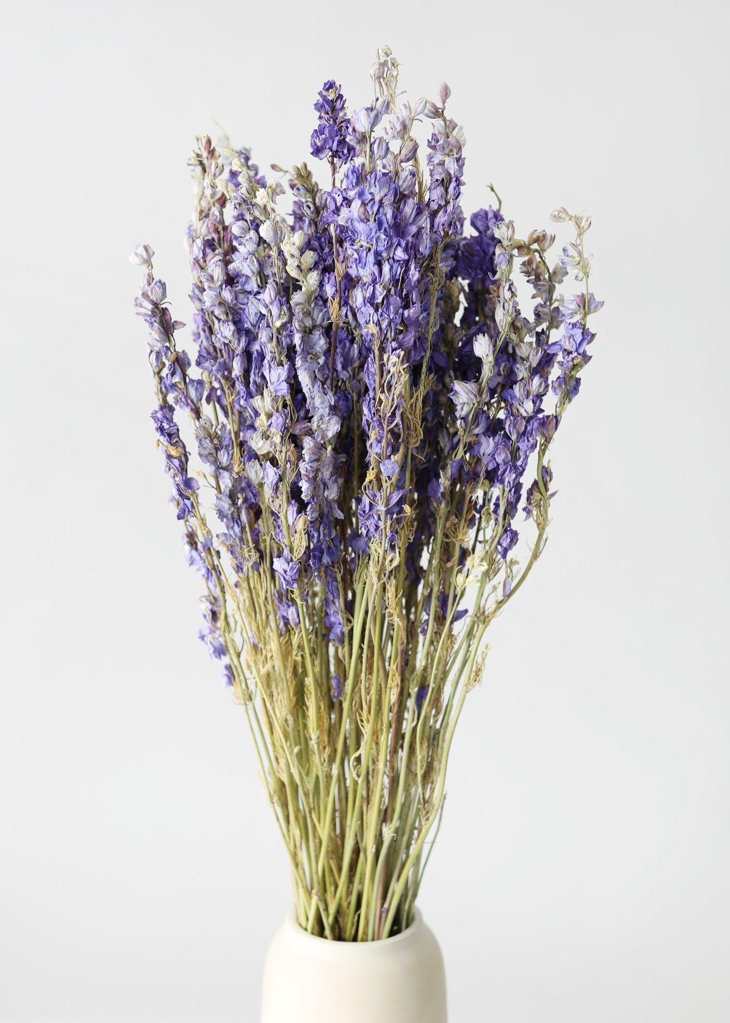 purple larkspur