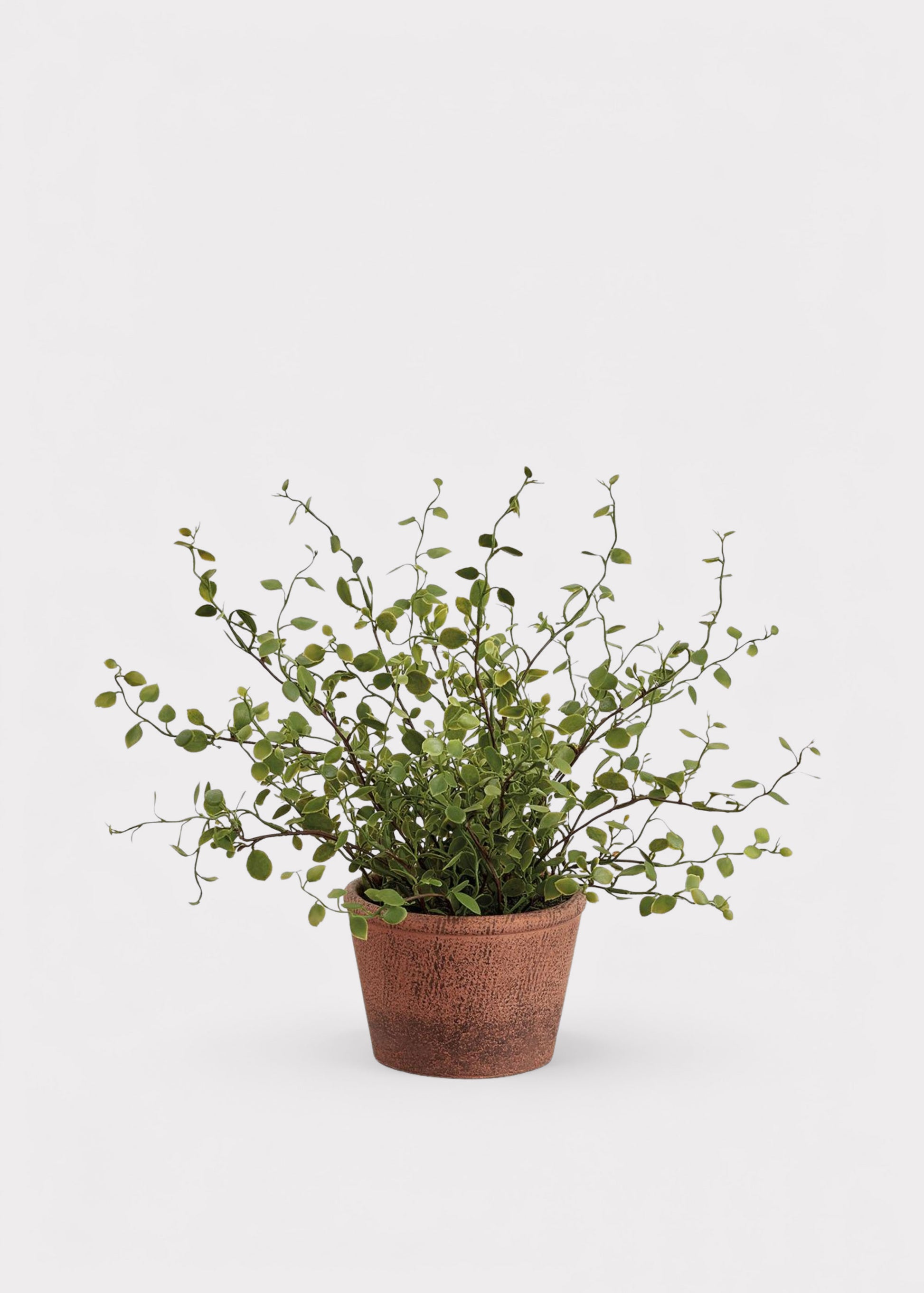 outdoor potted vine plant Small Artificial Plant Maidenhair Creeping Vine in Pot