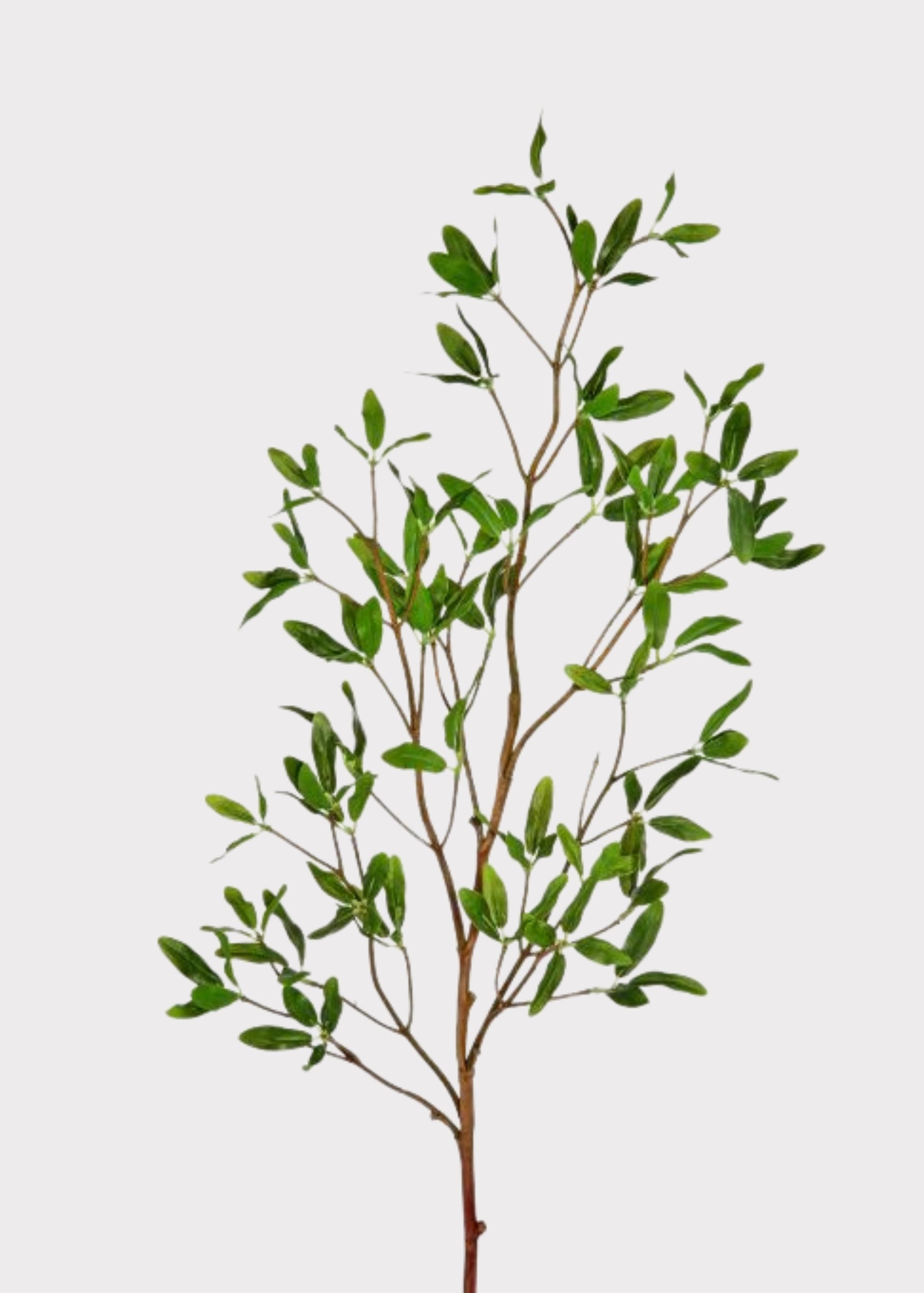 Fake Privet Branch