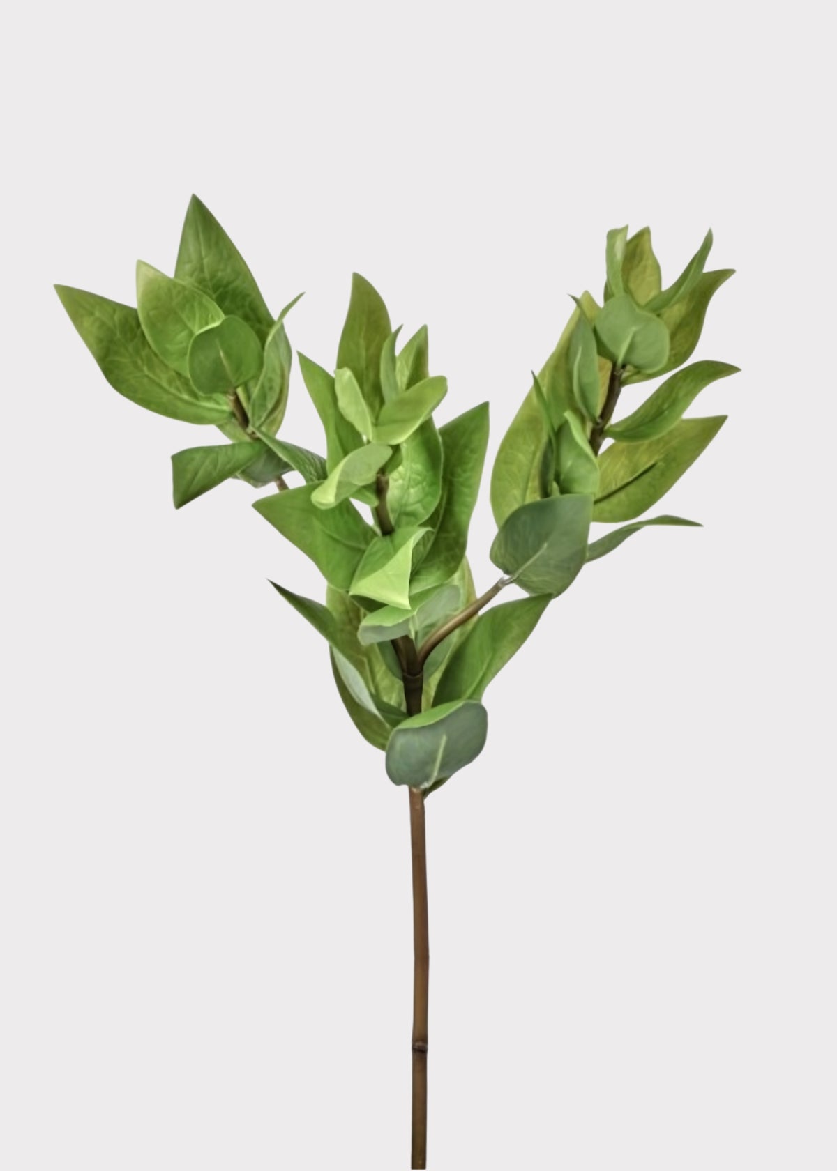Artificial Israeli Ruscus Leaf Branch
