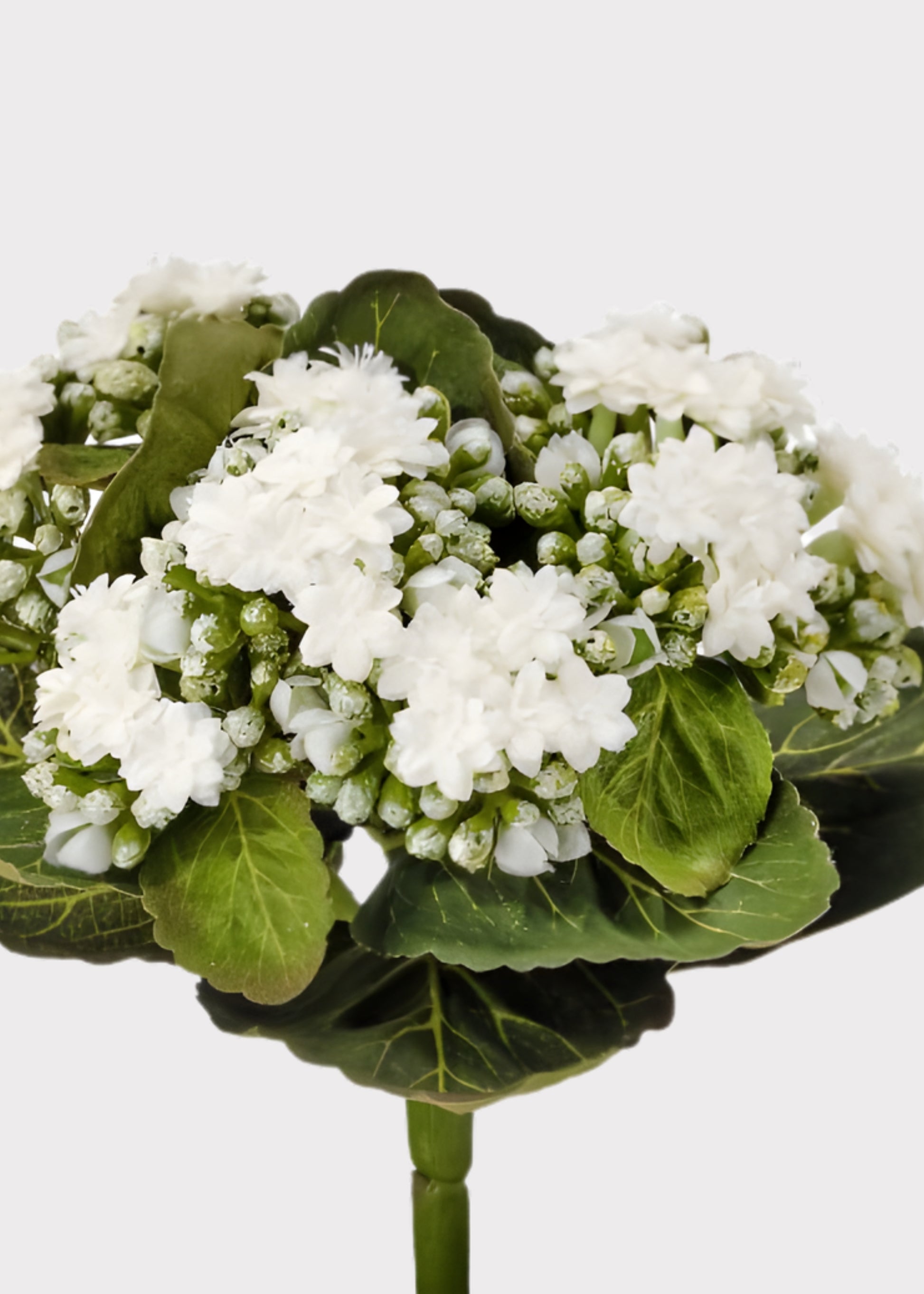 Close-up of a Fake Kalanchoe Plant