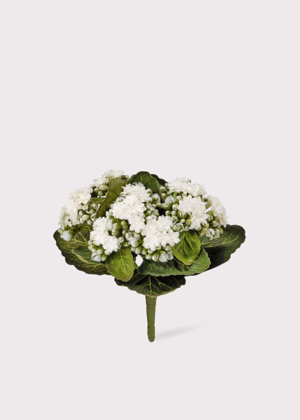 kalanchoe succulent with white flowers Cream White Small Fake Kalanchoe Blooming Plant