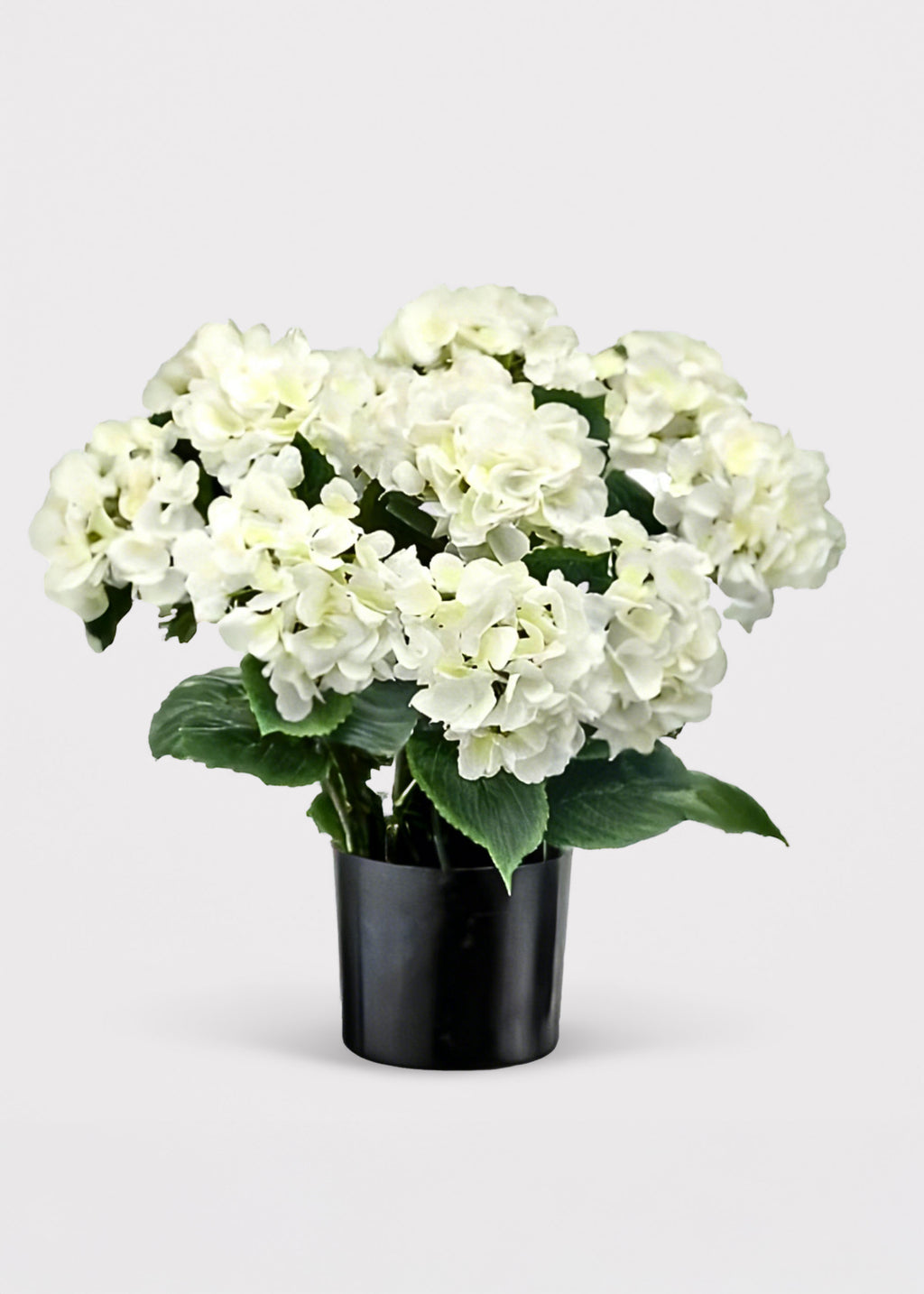 Potted White Hydrangea Bush