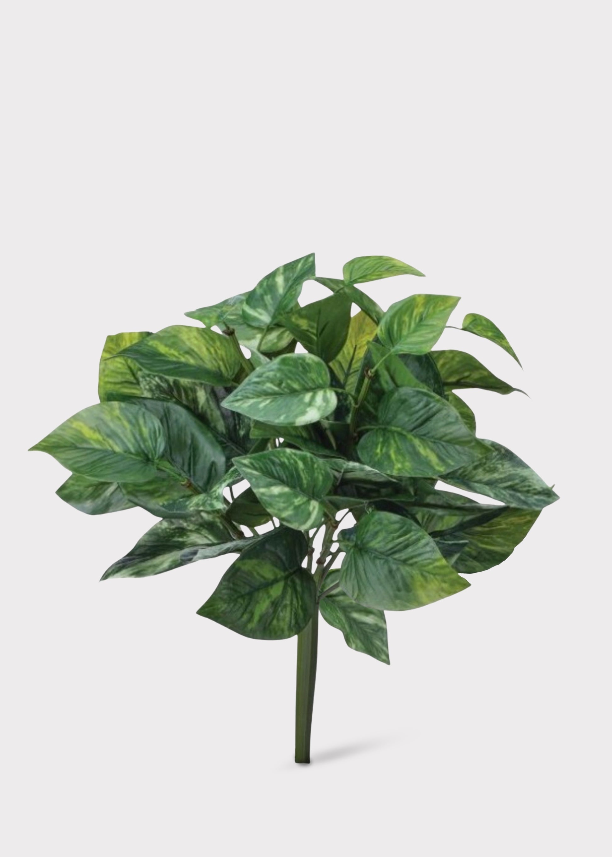 Indoor/Outdoor Pothos Bush
