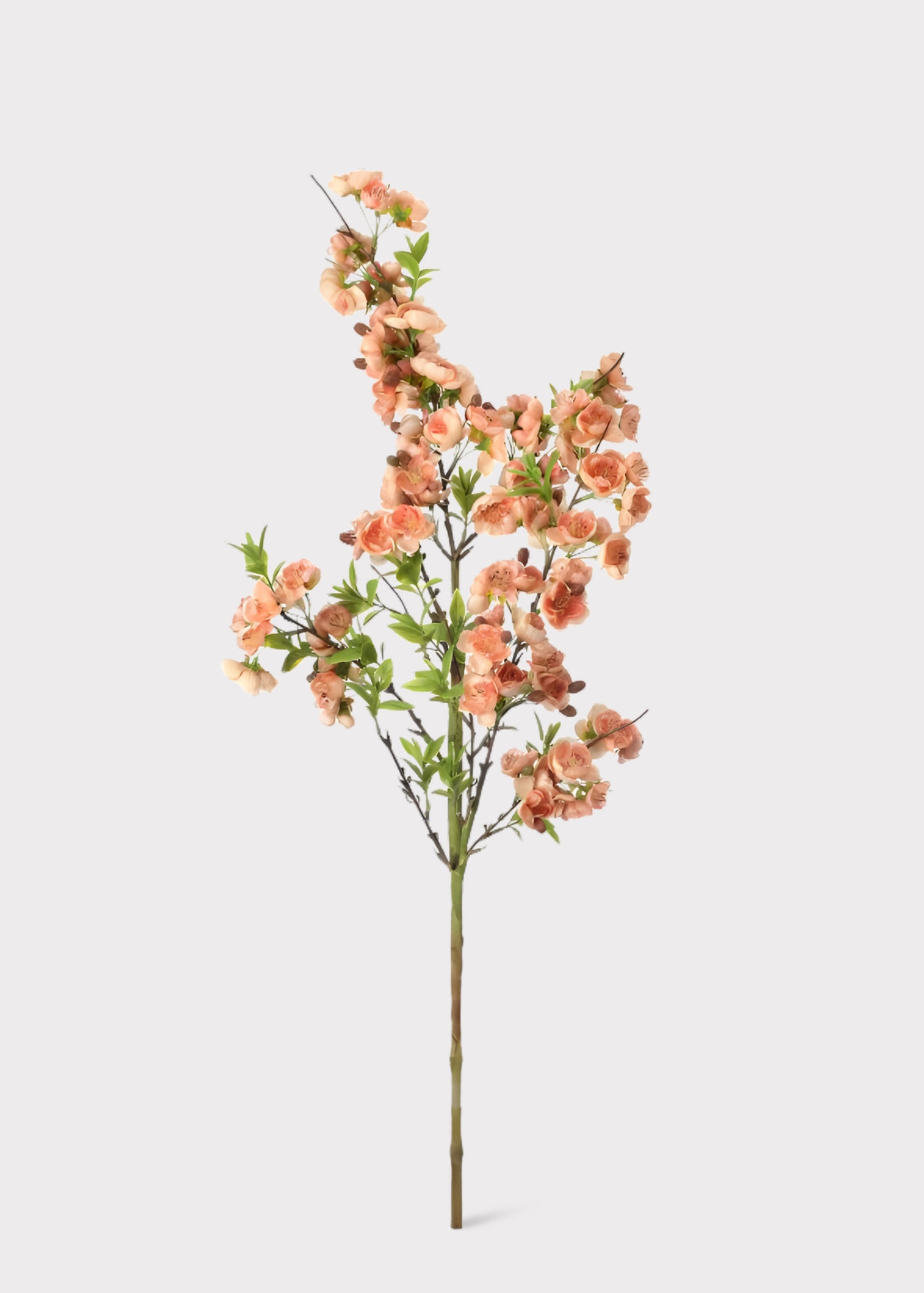 Peach Apple Blossom Flower Branch
