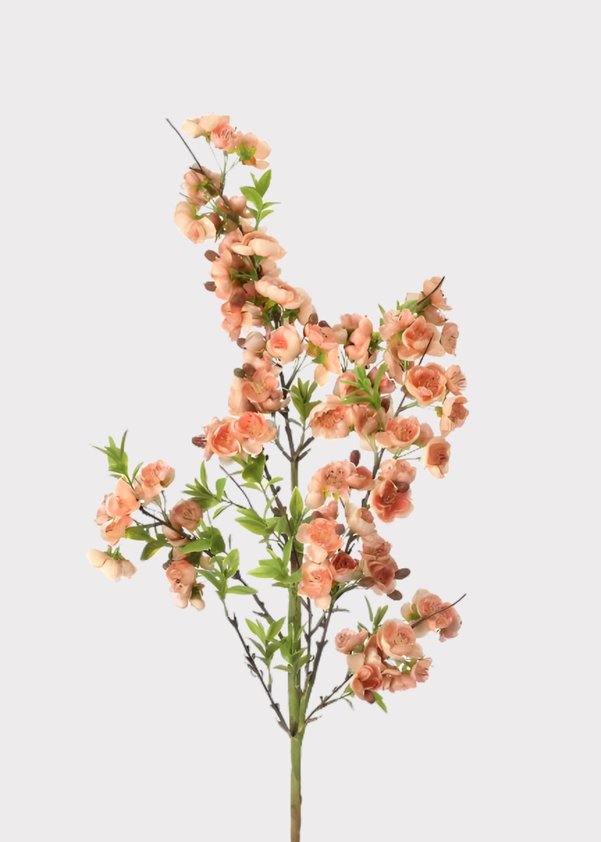 Apple Blossom Flower Branch in Peach
