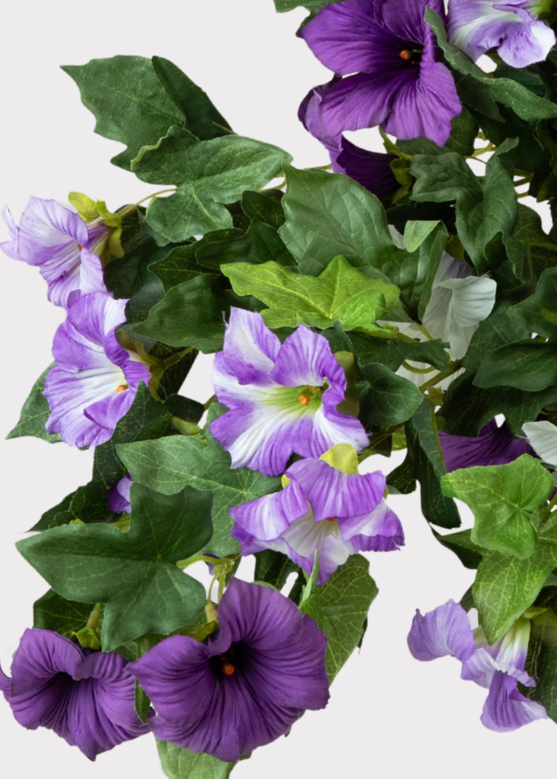 hanging plant petunia 26" UV Hanging Petunia Plant Lavender White