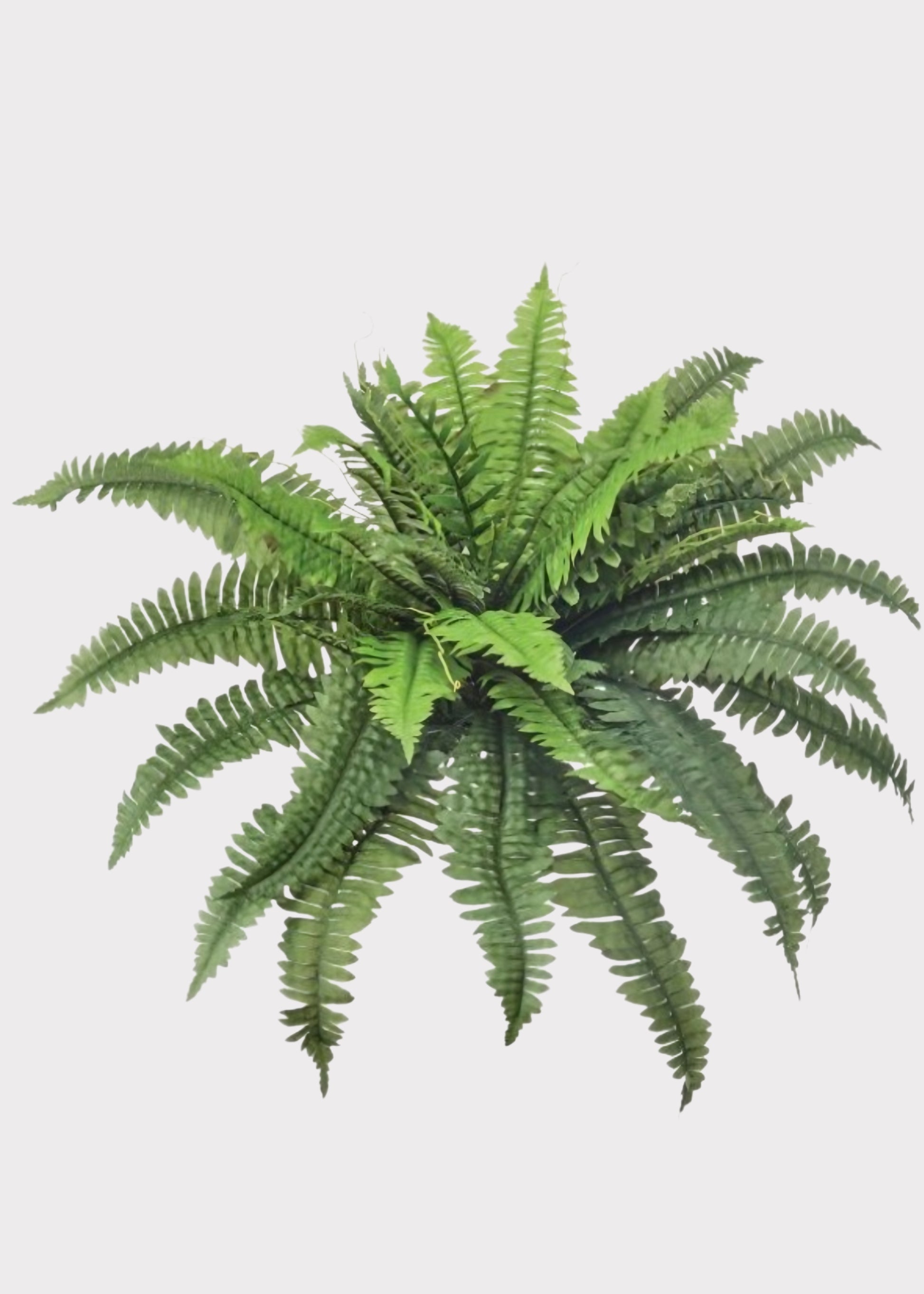 Large Fake Estate Fern