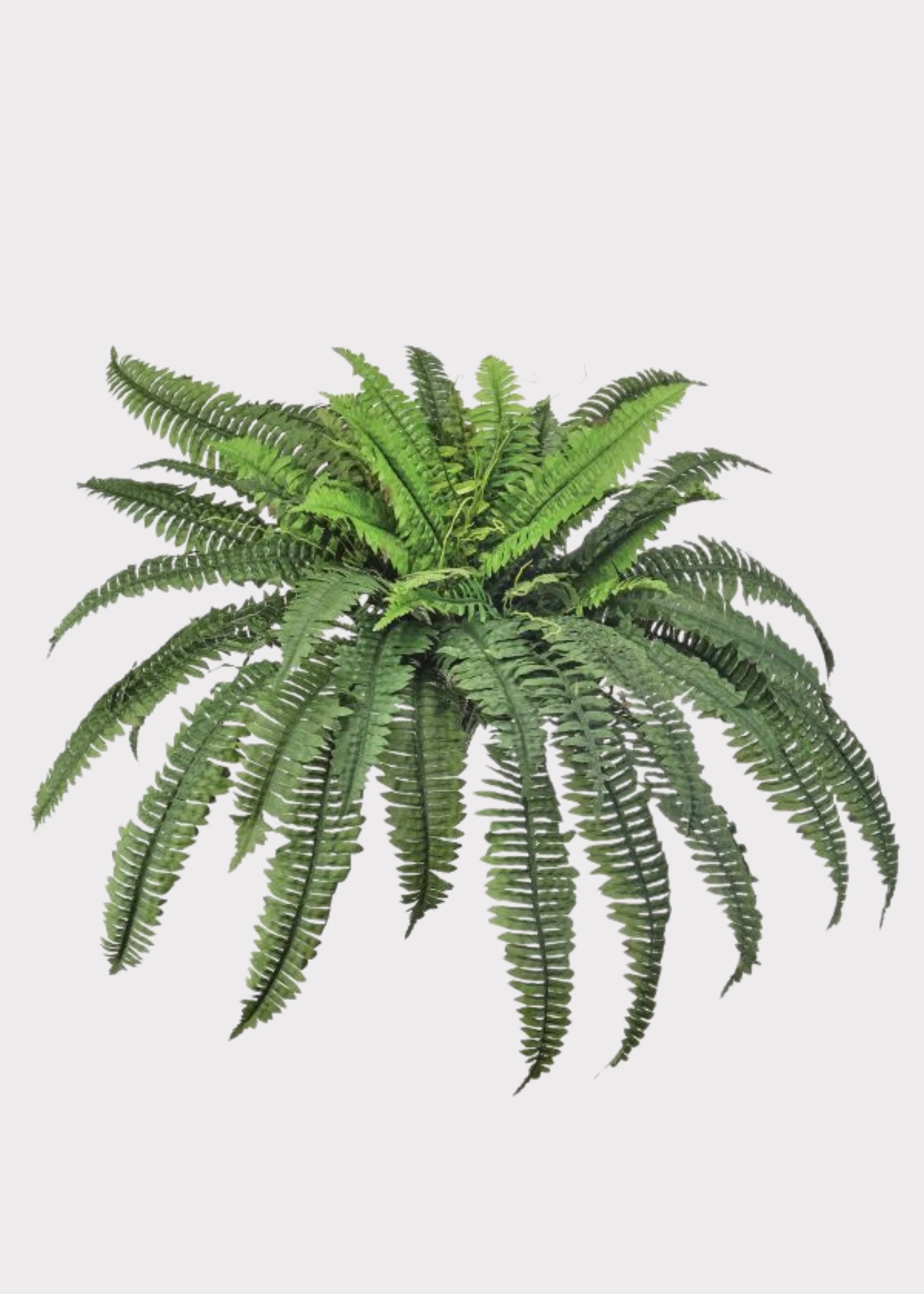 Faux Boston Fern Plant