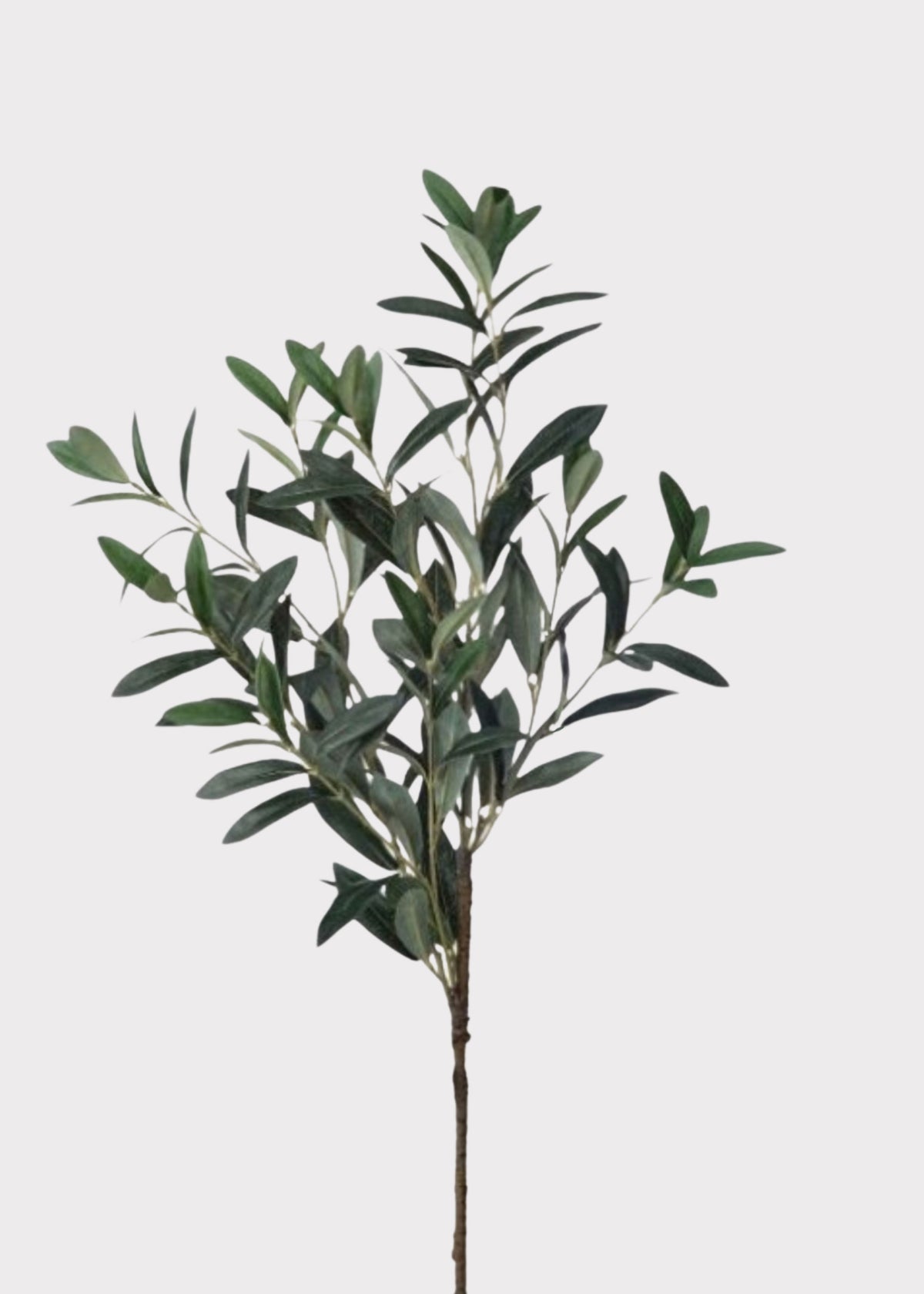 Tuscan Olive Leaf Branch