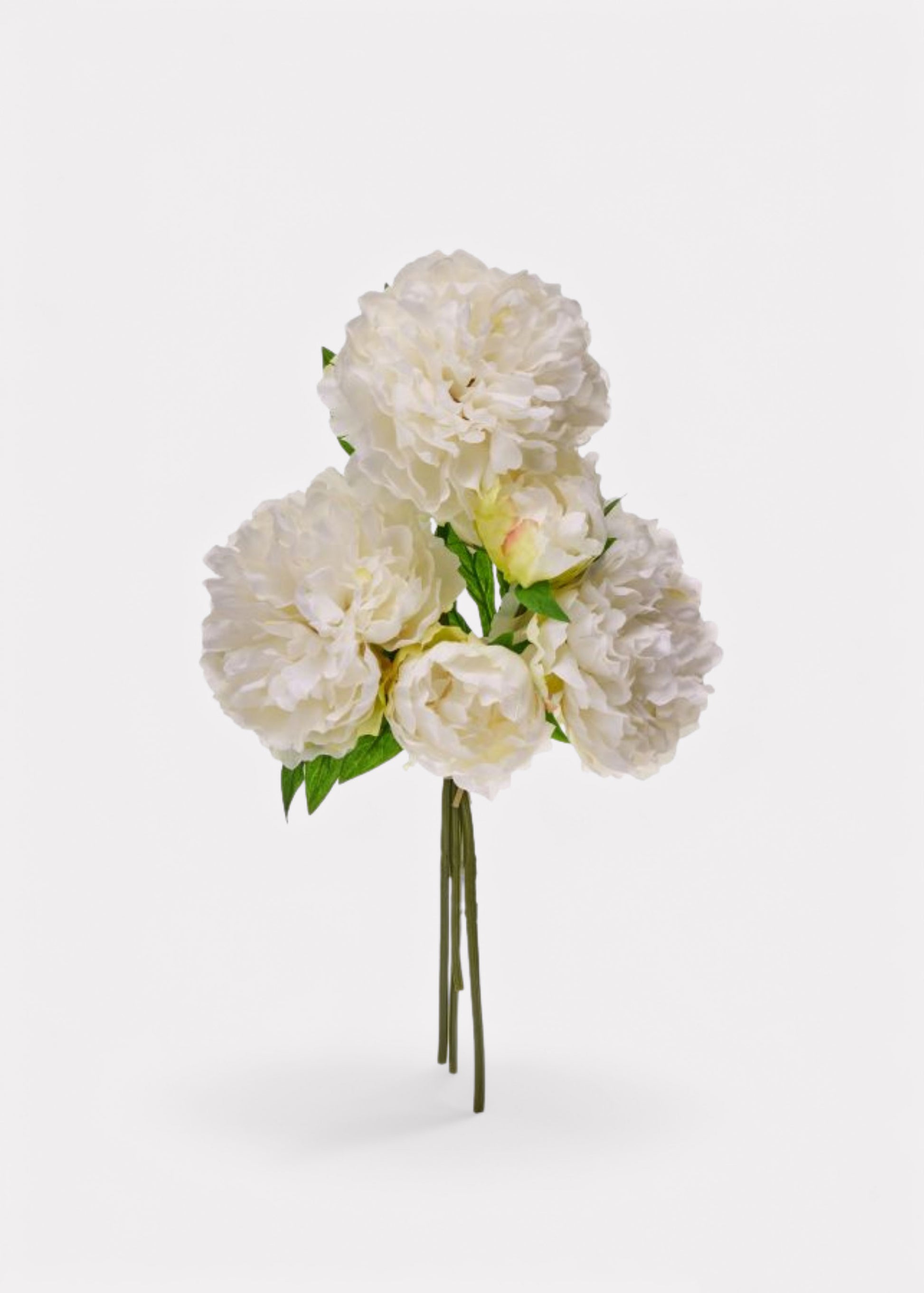 Cream White Peony Bundle