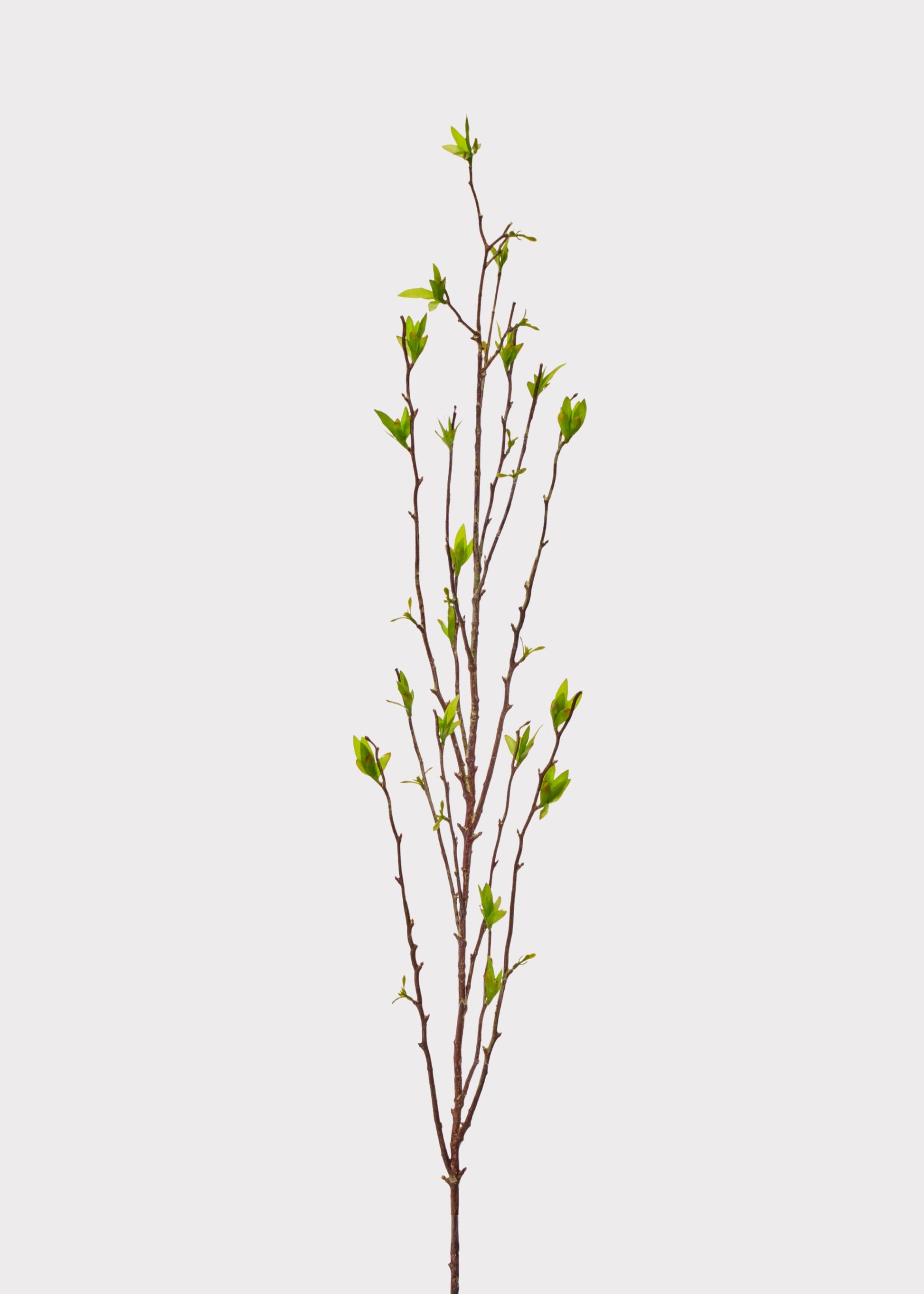willow branch