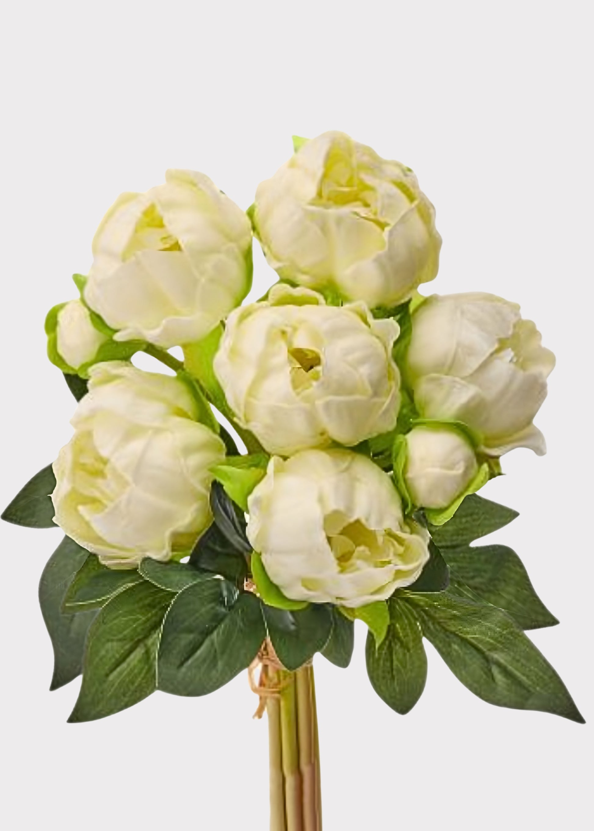 Bundle of 8 Cream Peonies