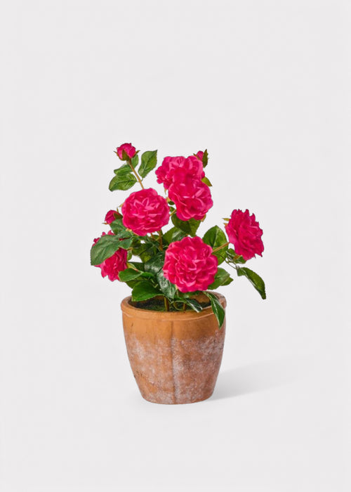 hot pink plant pot UV Fuchsia Rose in Clay Pot Natural Touch