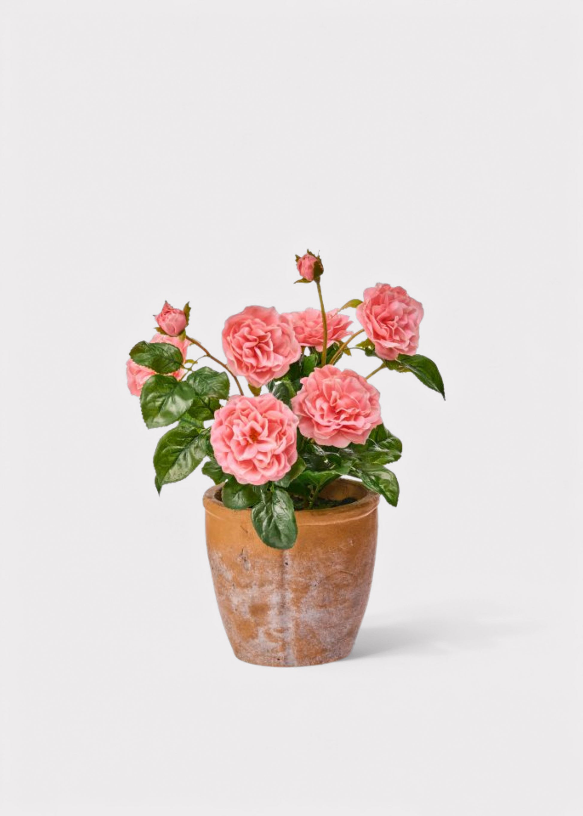 Potted plant with pink roses
