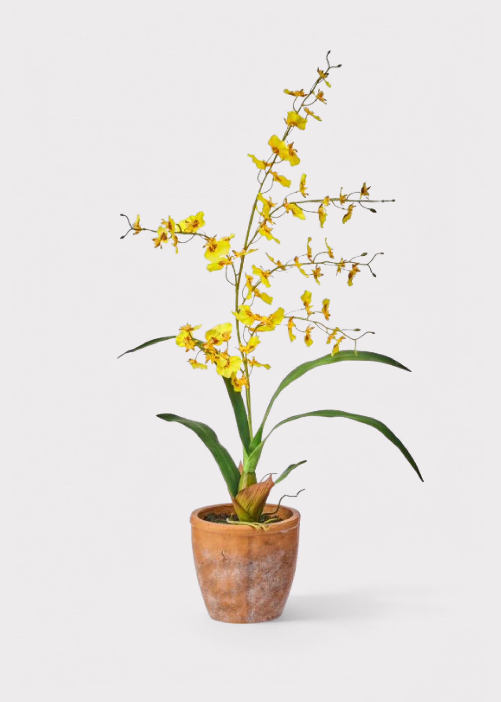 clay pots for orchid plants Yellow Natural Touch Oncidium Orchid Plant in Clay Pot