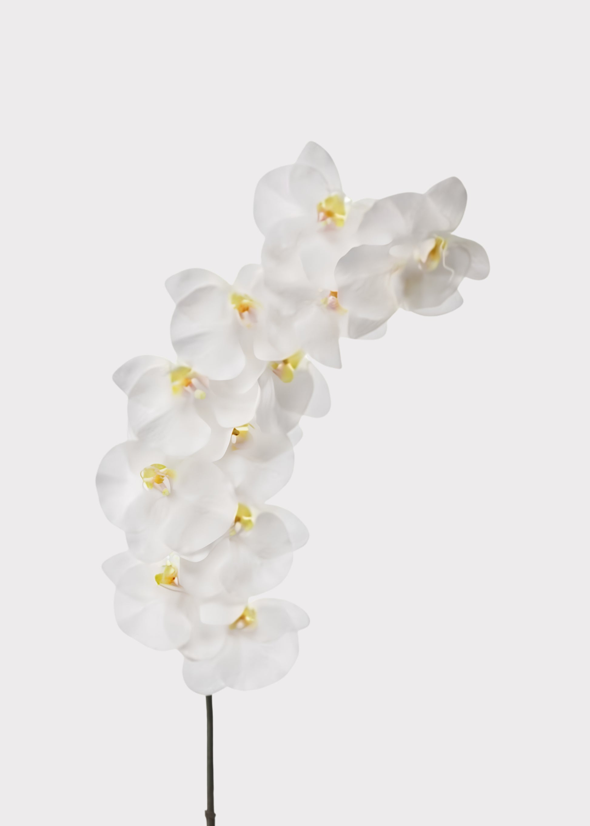  Real Touch Orchid in White 