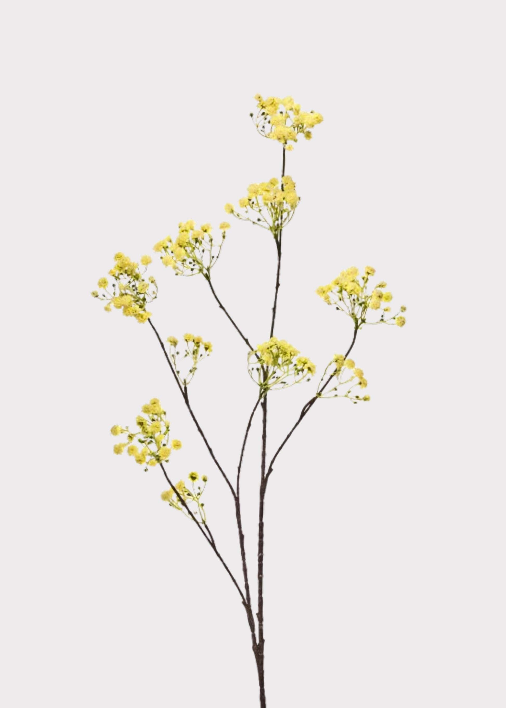 Yellow Yarrow Branch