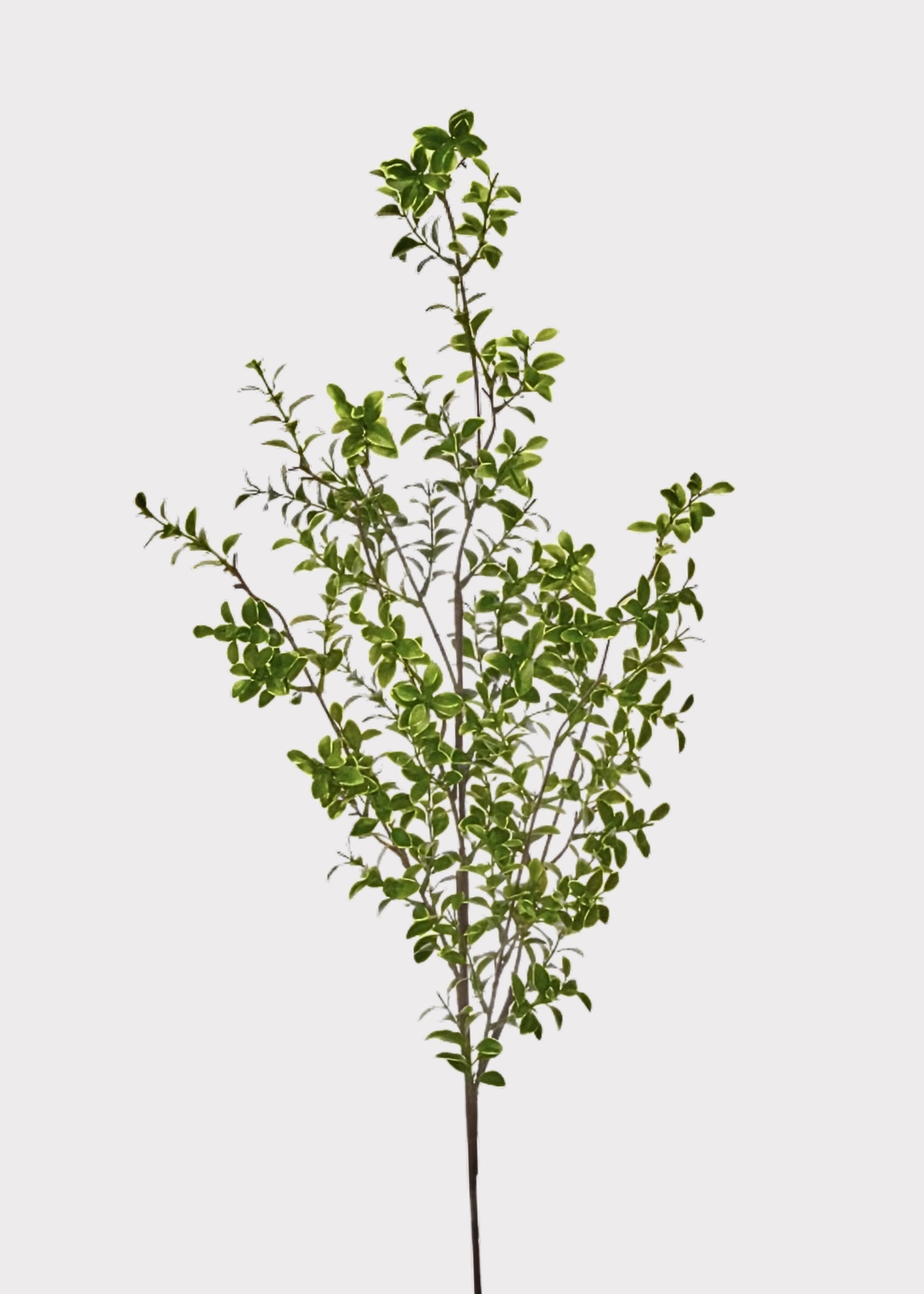 Tall Boxwood Leaf Branch at Afloral