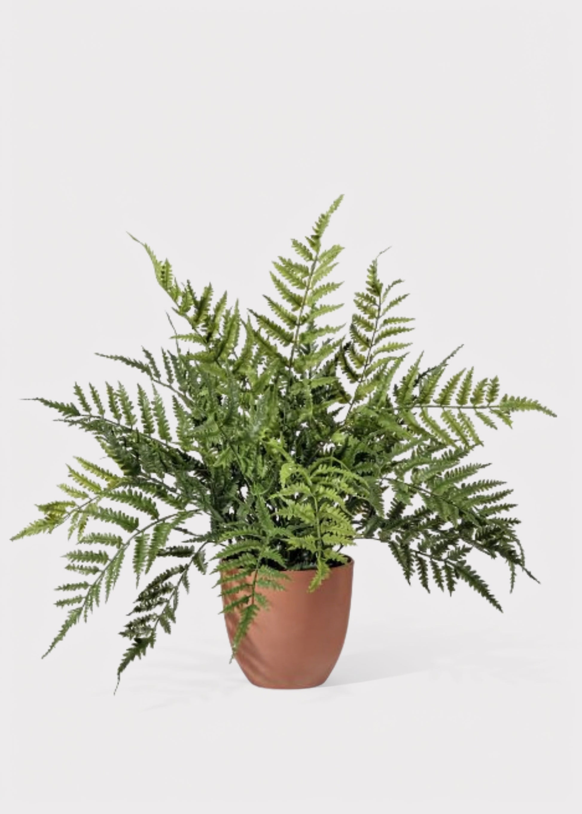 Outdoor Potted Fern Plant