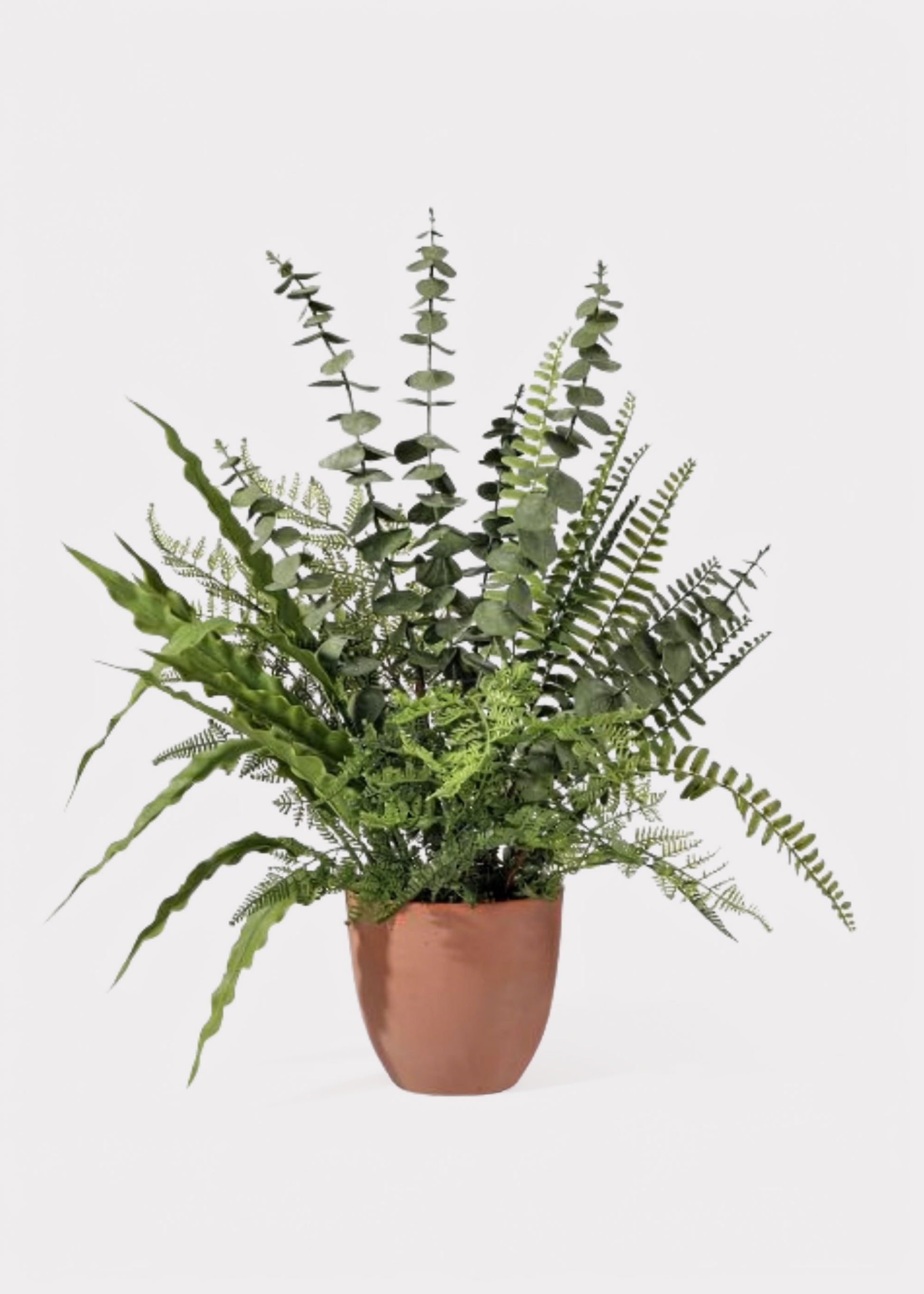 Potted plant with fern and eucalyptus 