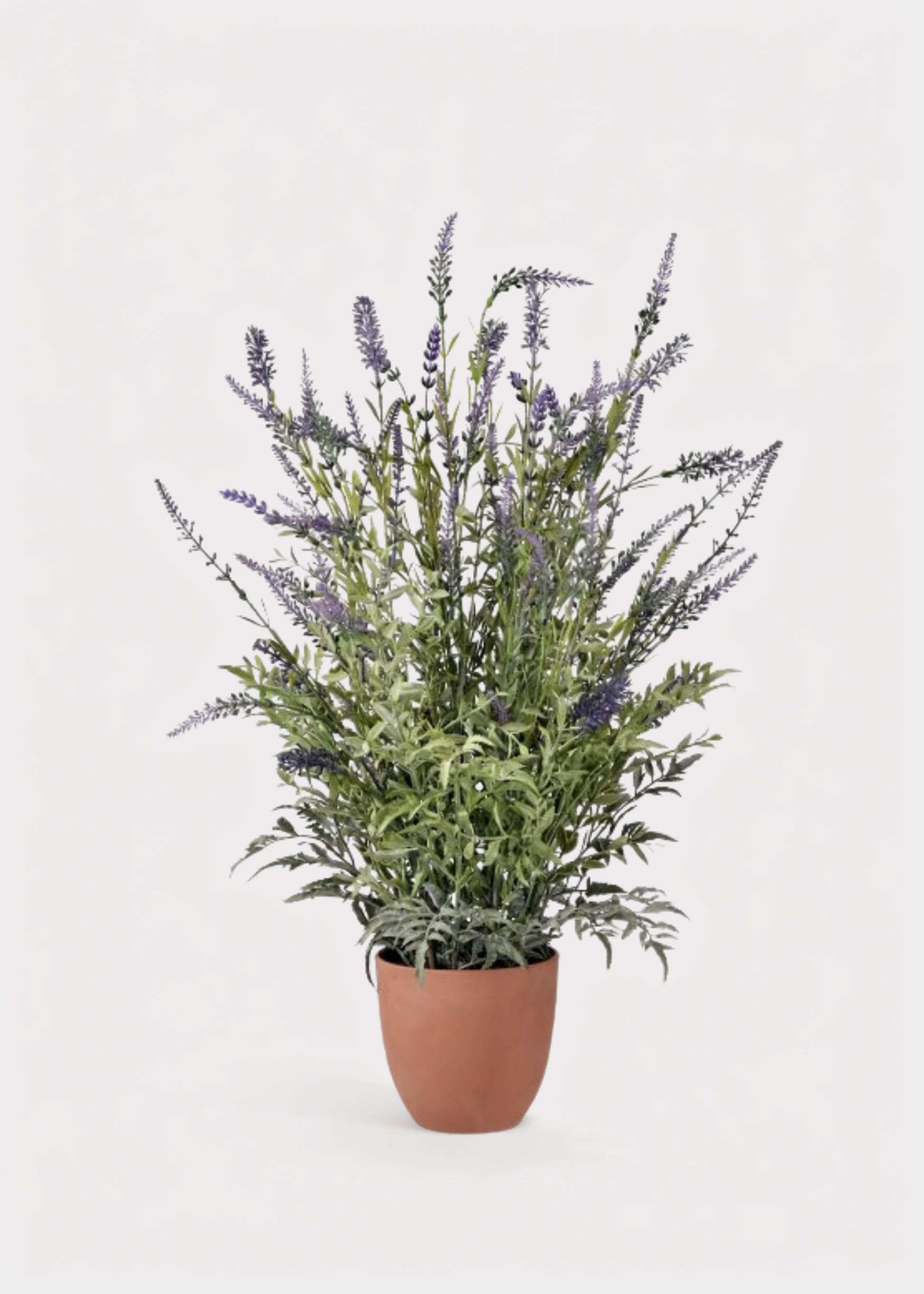  Potted Lavender Plant 