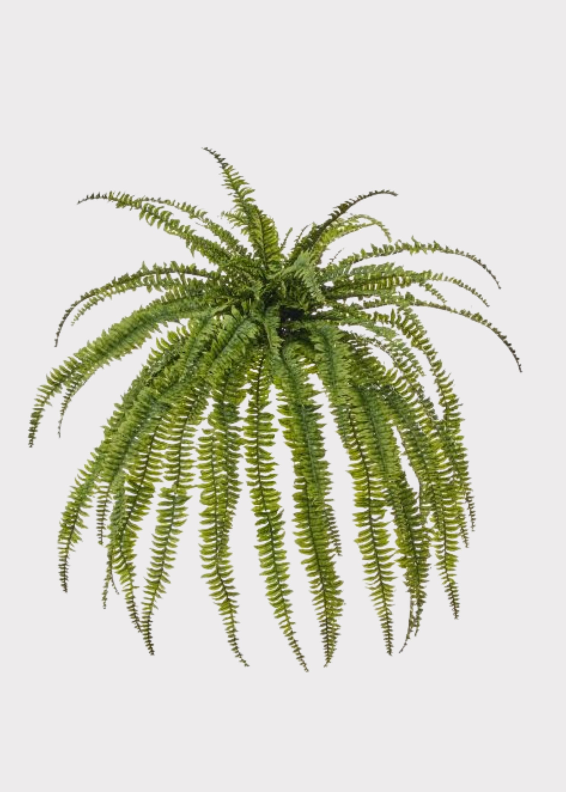  Jumbo Hanging Fern