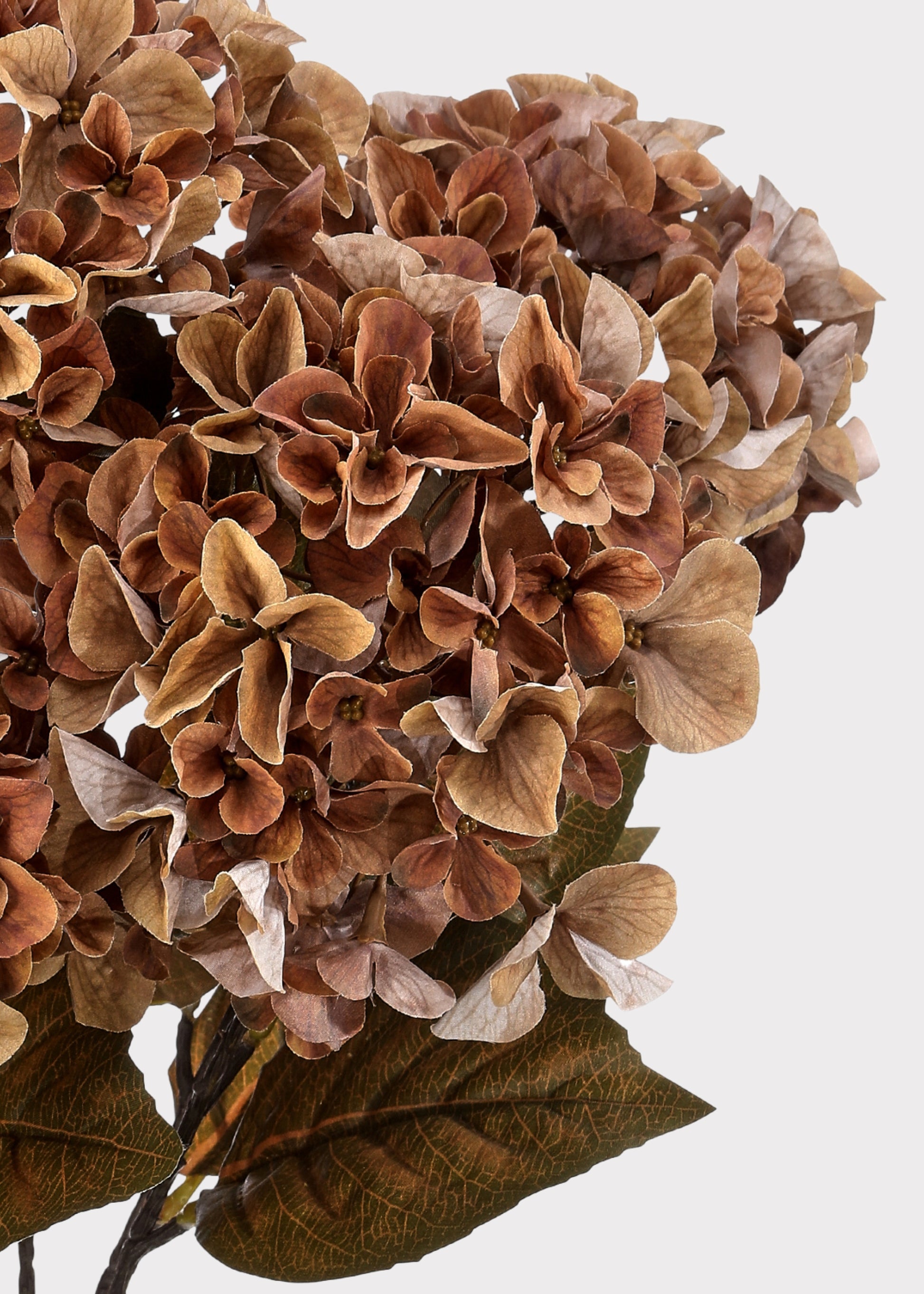Close-up of Brown Hydrangea
