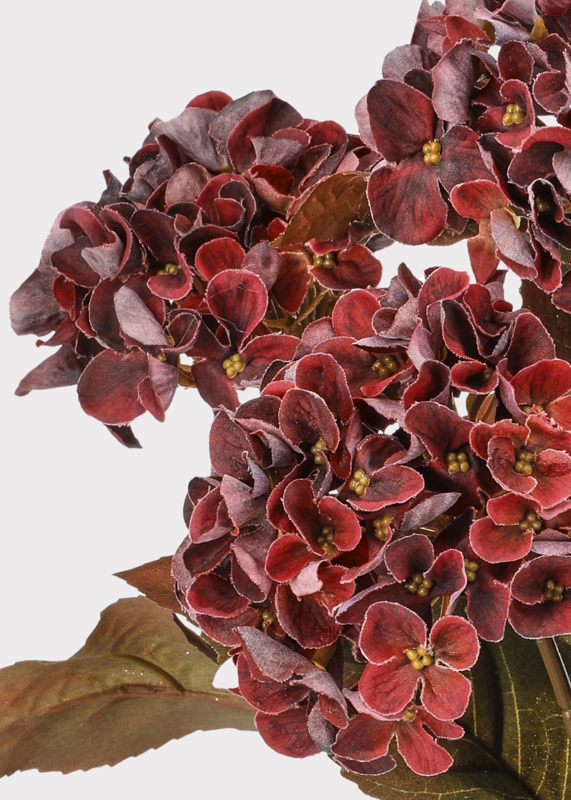 Close-up of Burgundy Hydrangea Bush