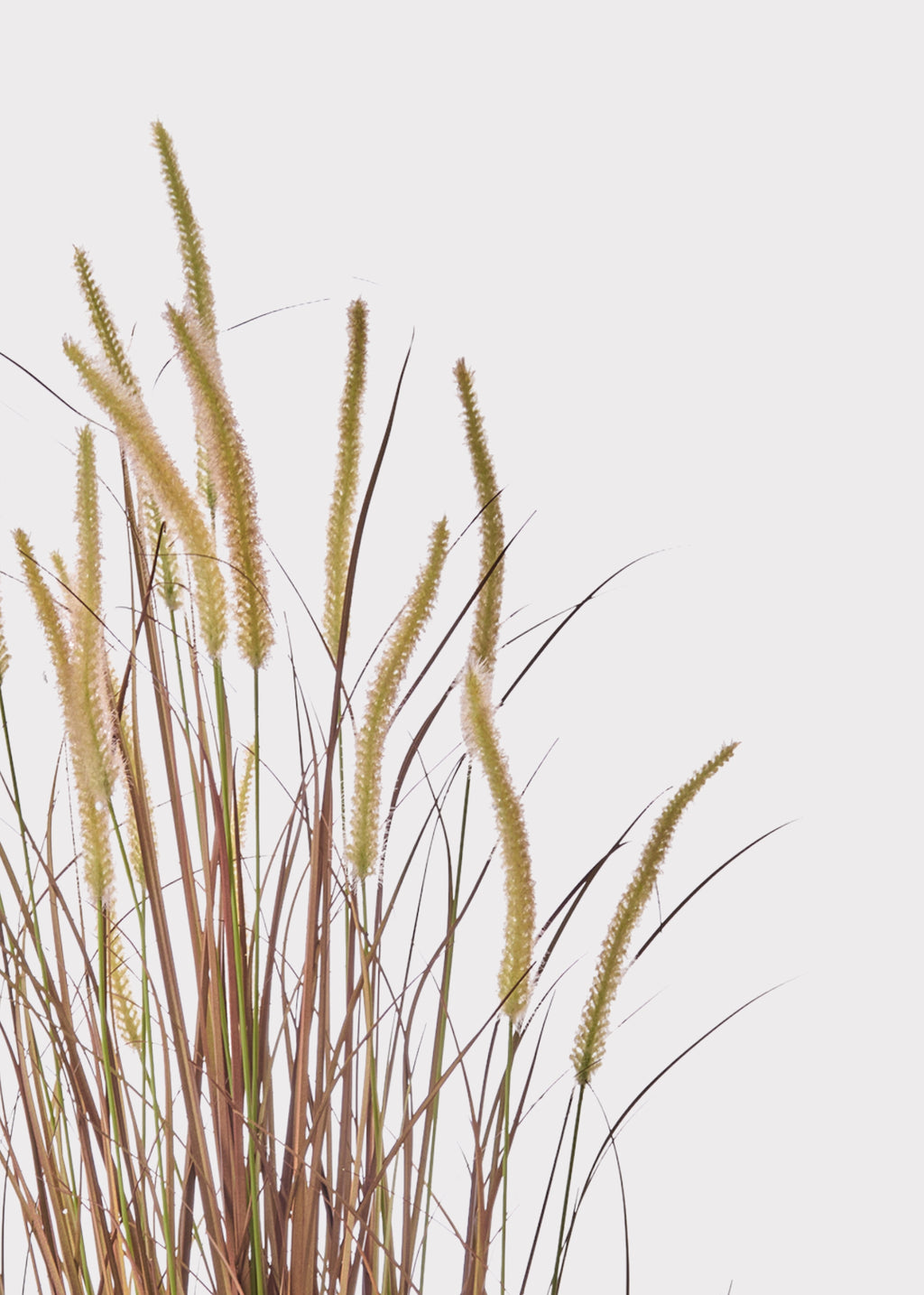 Close-up of Brown Grass