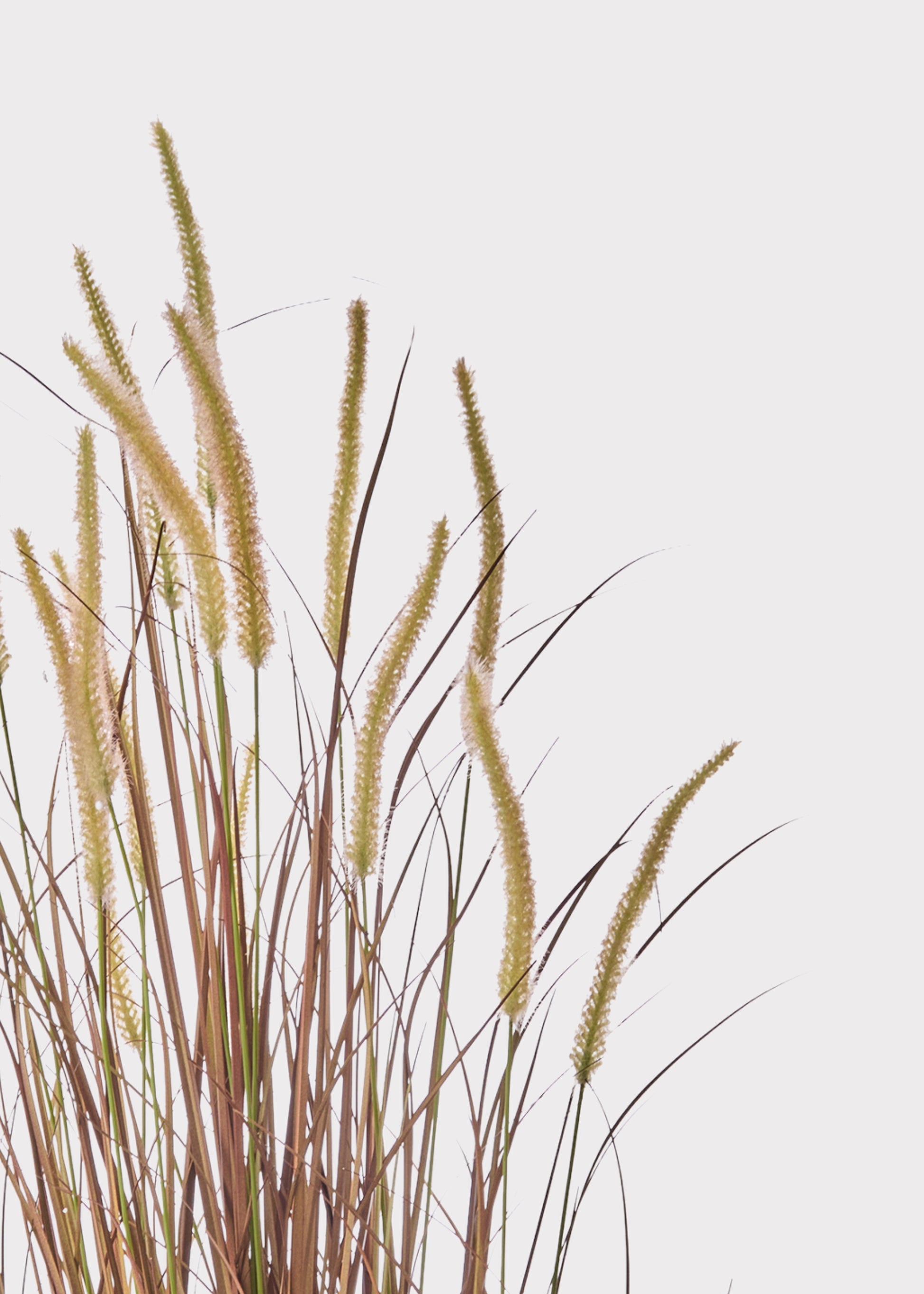 Close-up of Brown Grass