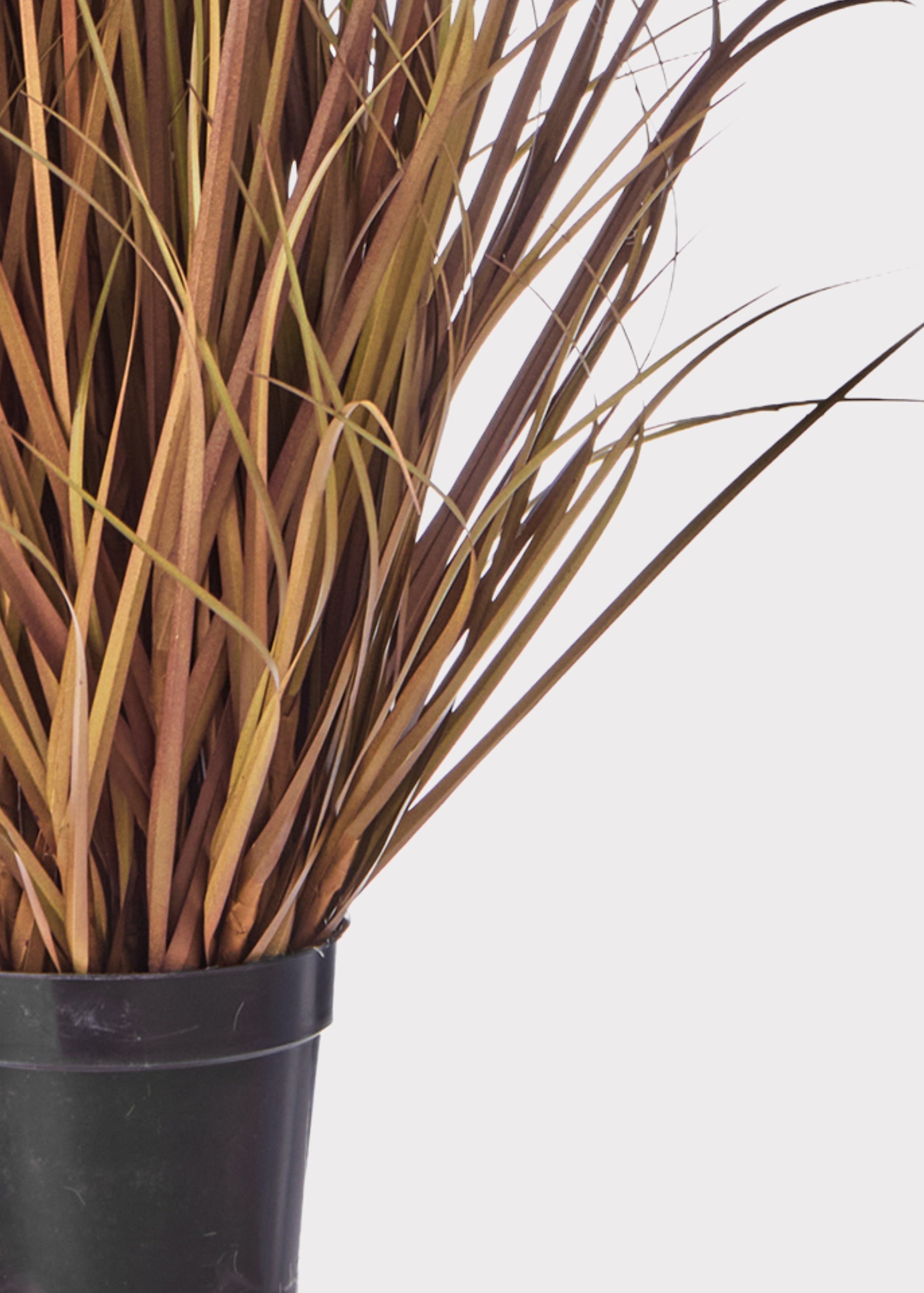 Close-up of Brown Grass Potted Plant 