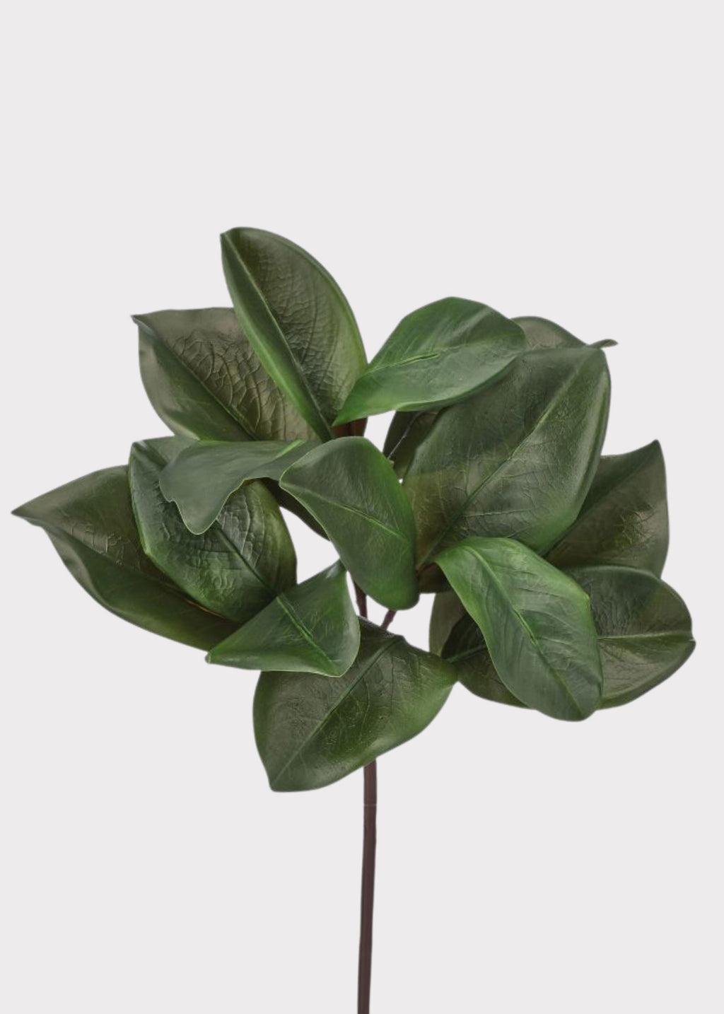 Magnolia Leaf Stem