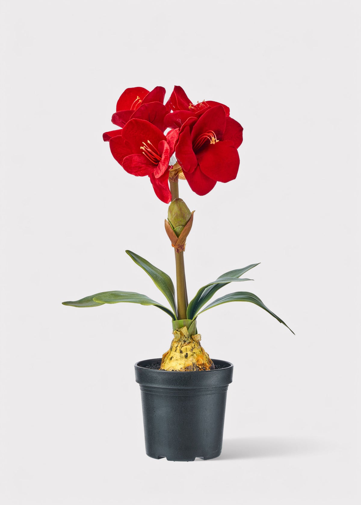 Red Velvet Holiday Amaryllis Potted Plant
