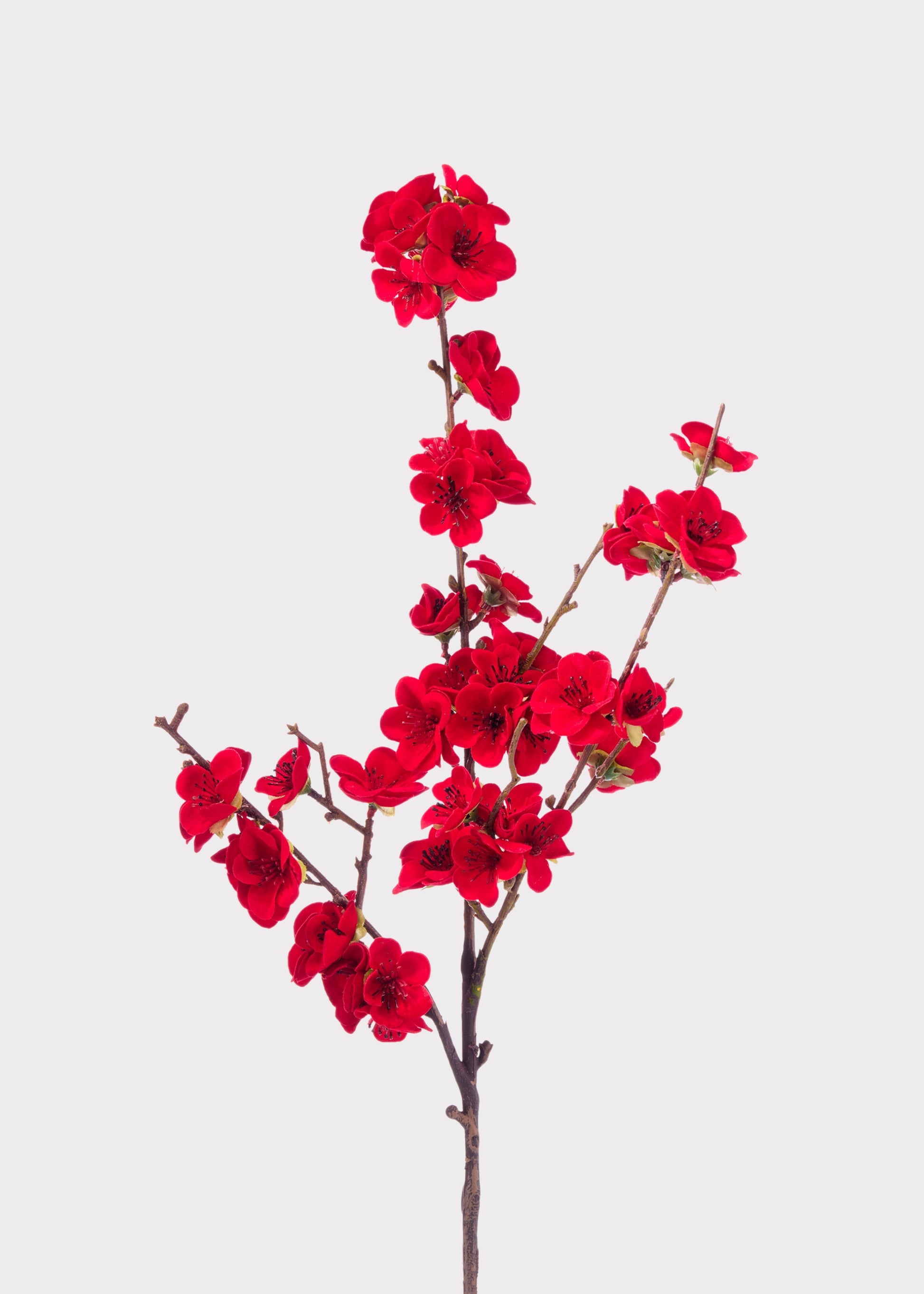 Red Velvet Cherry Blossom