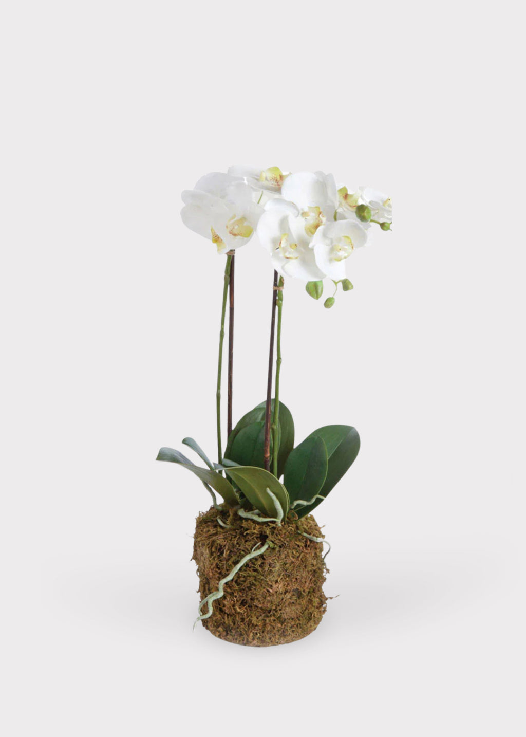 Artificial Phalaenopsis Orchid