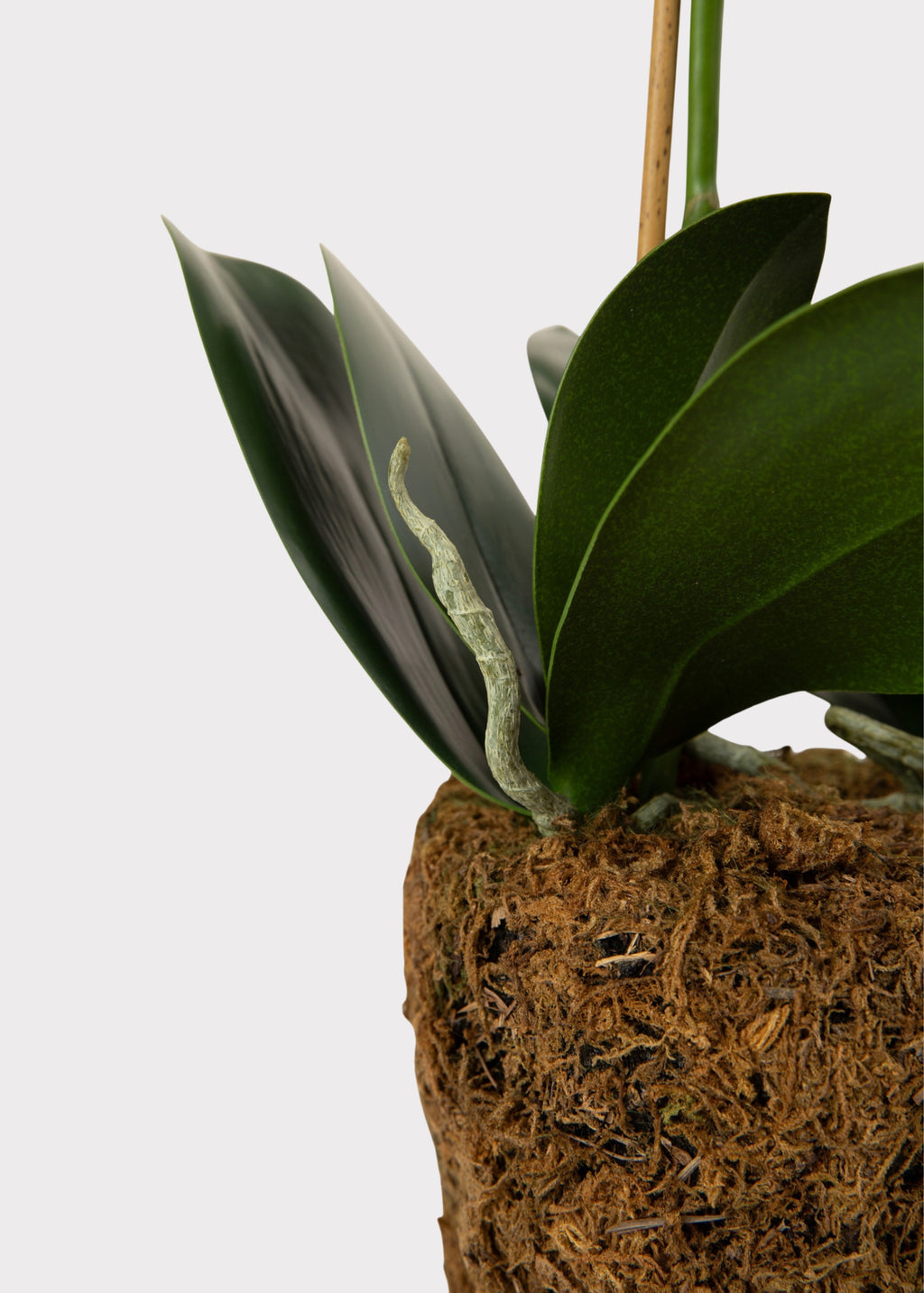 Faux Phalaenopsis Orchid Drop-In