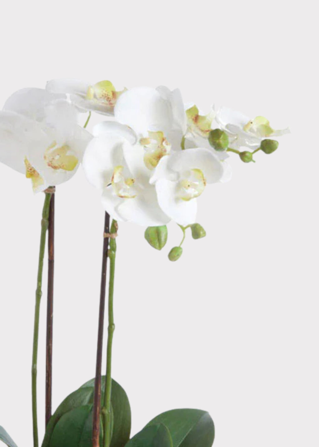 White artificial orchid flowers