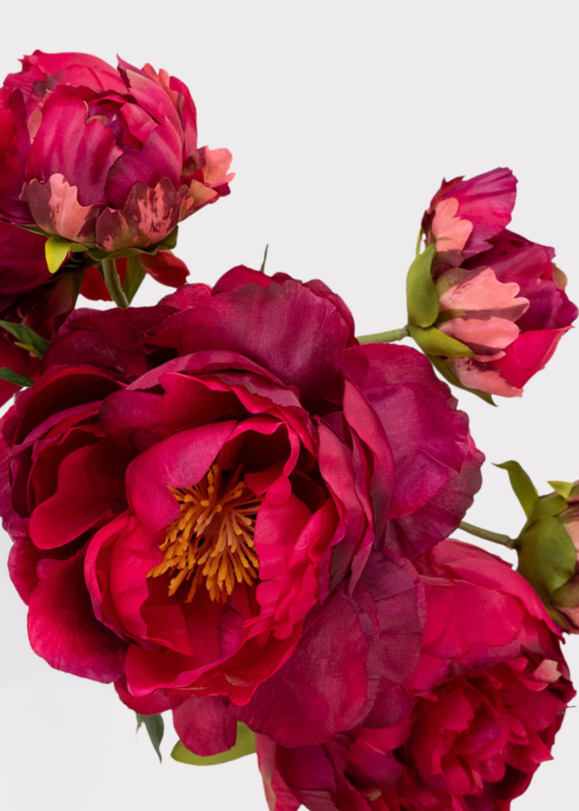 Close-up of dark pink peonies