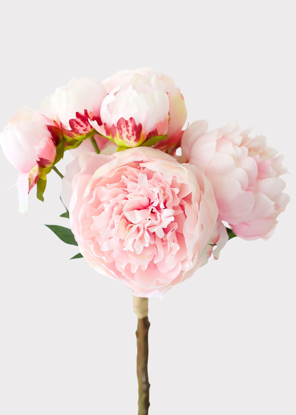 Pink Peony Bundle
