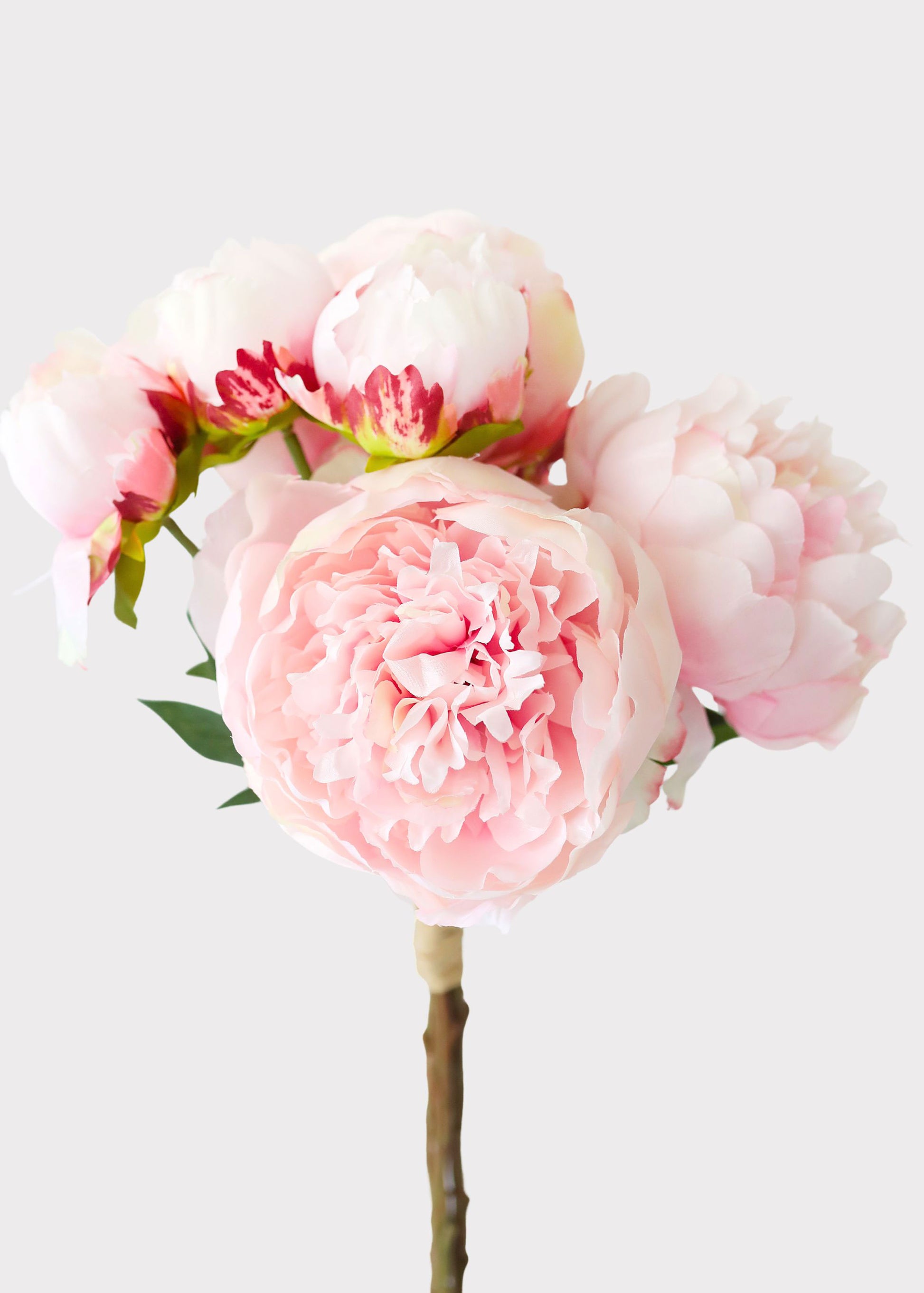 Pink Peony Bundle
