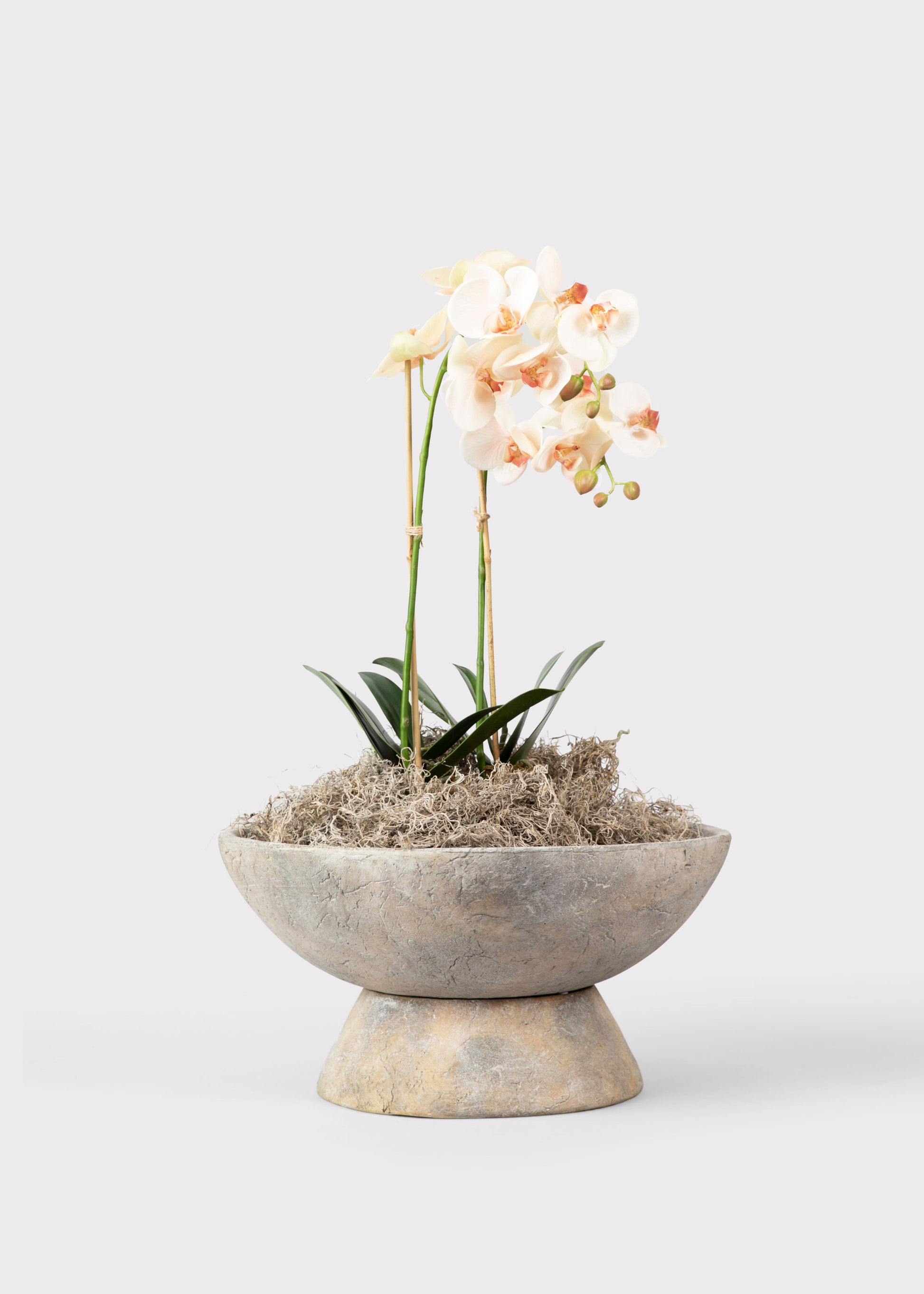 house plant orchid Phalaenopsis Orchid Drop-In 23"