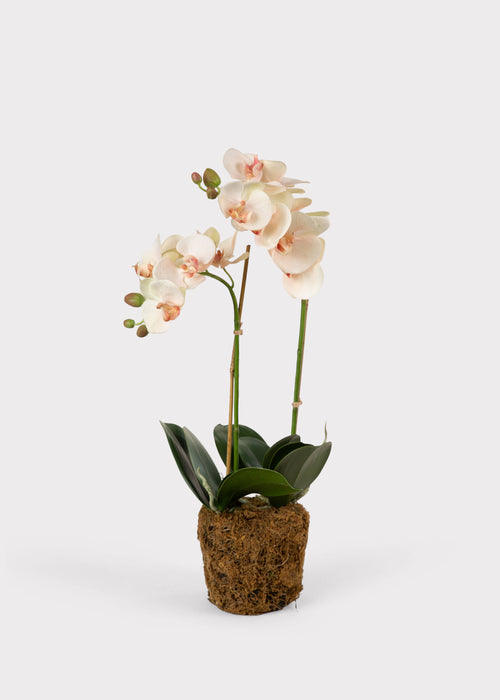blush plant pot Phalaenopsis Orchid Drop-In 23