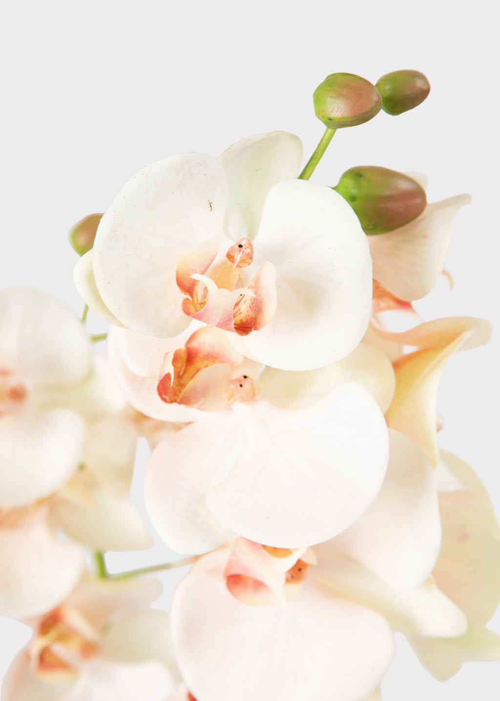 Faux Blush Orchids