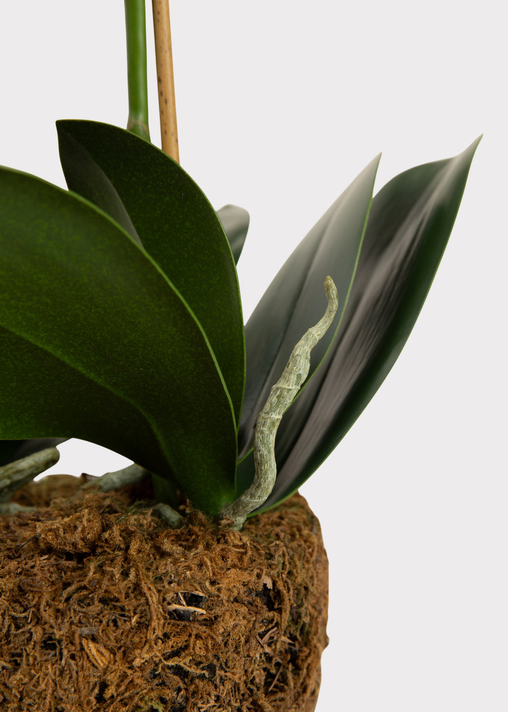 Faux Phalaenopsis Orchid Drop-In