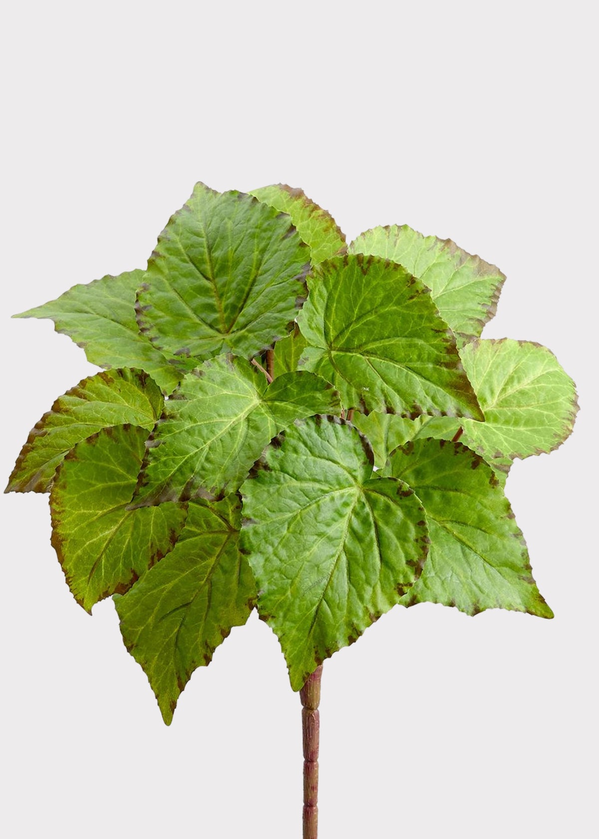 Green Artificial Begonia Leaf Bush